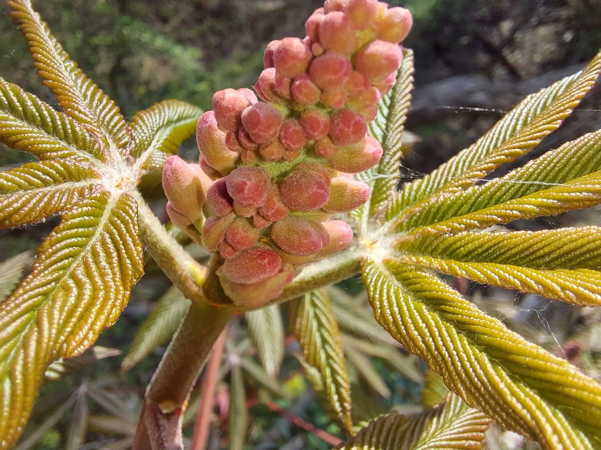 Red Horsechestnut