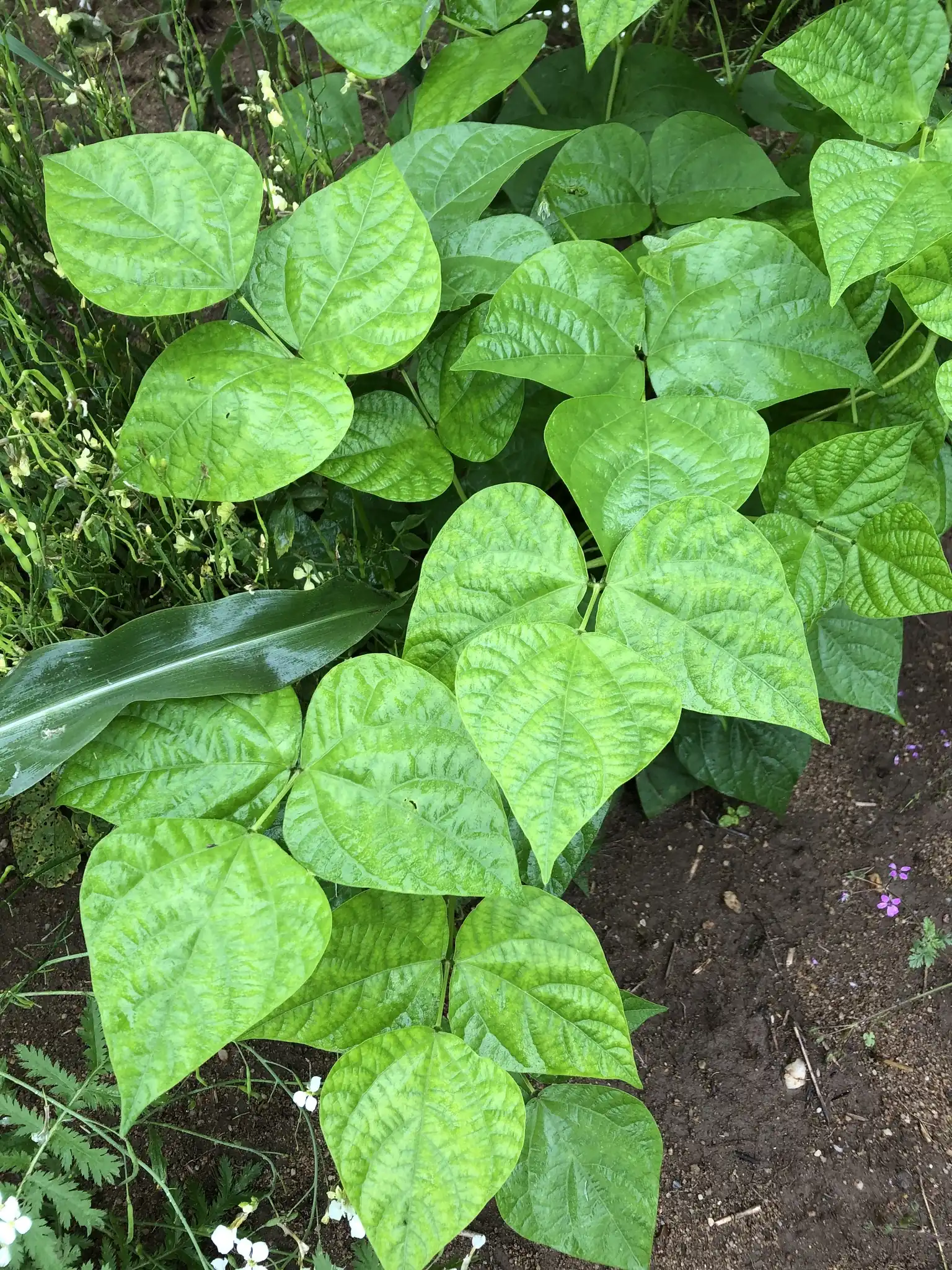 Green Bean