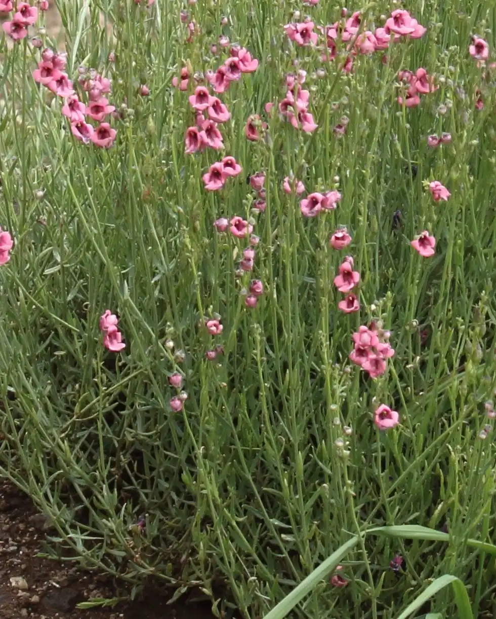 Hardy Twinspur
