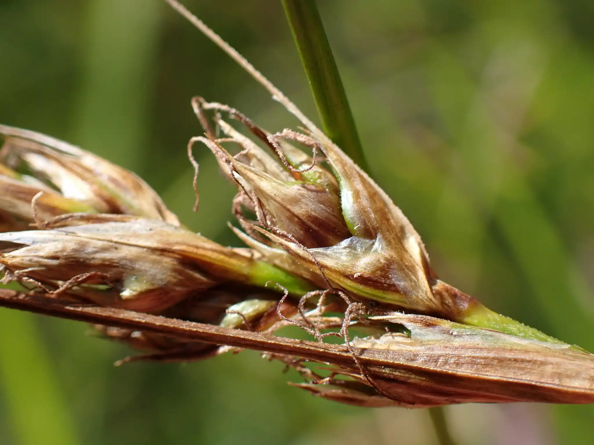Foothill Sedge