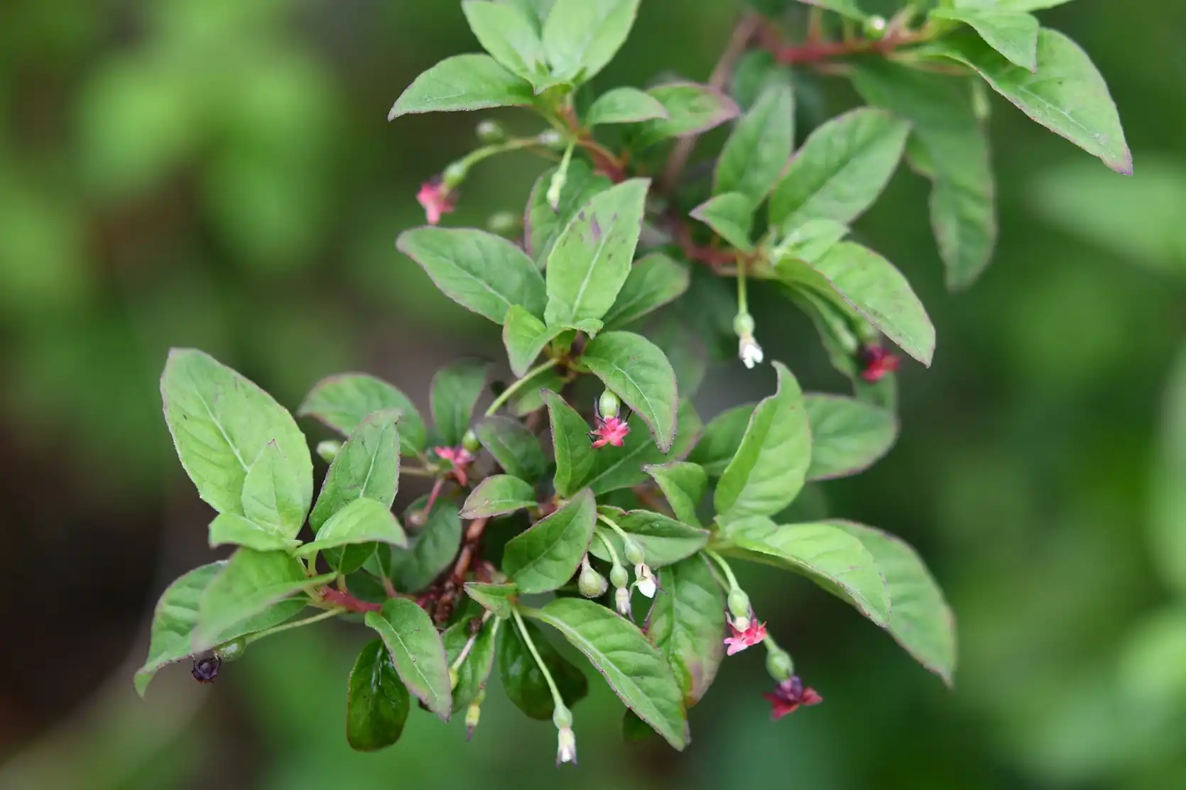Thyme-leaved Fuchsia