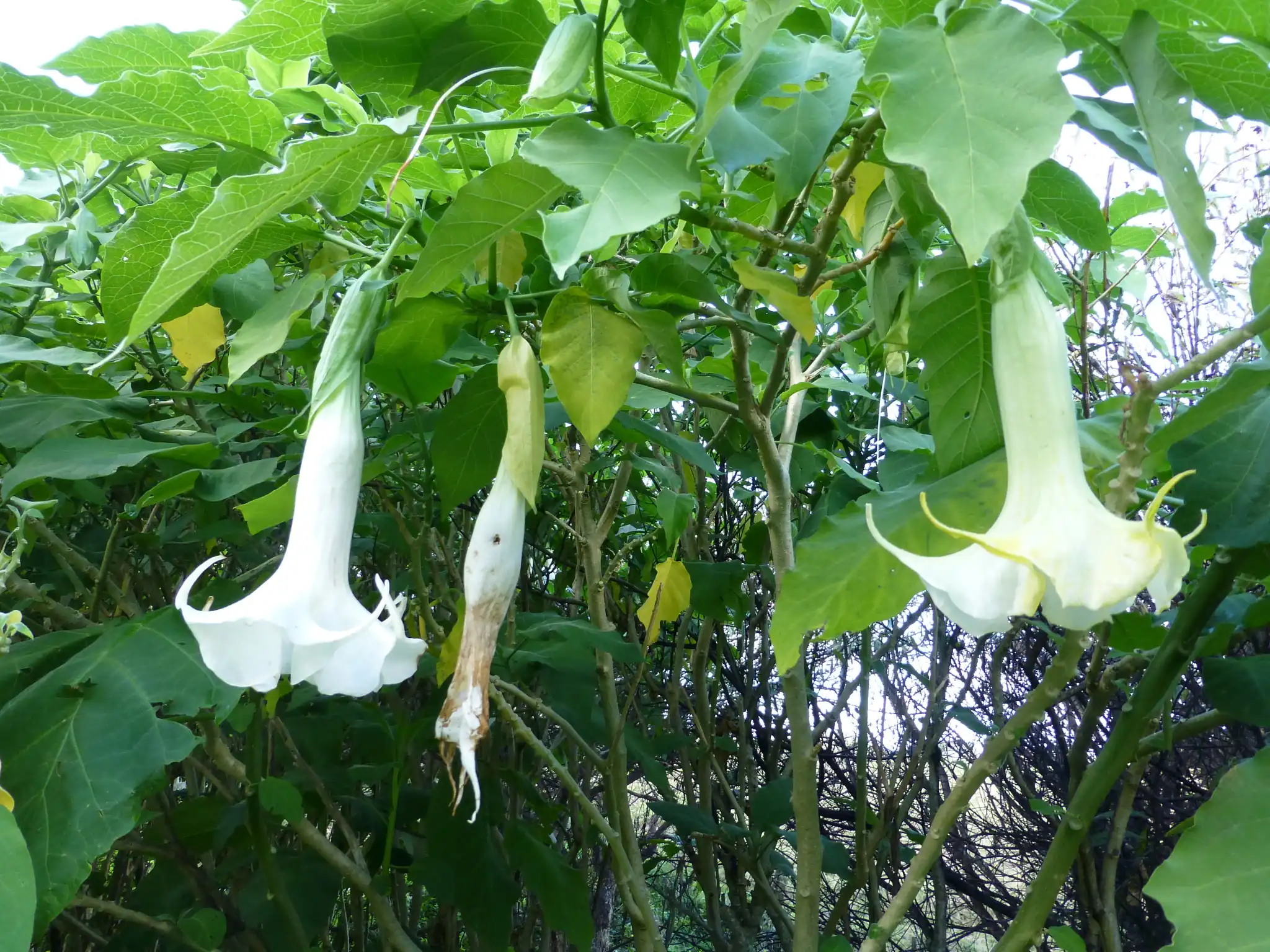 Angel's Trumpet