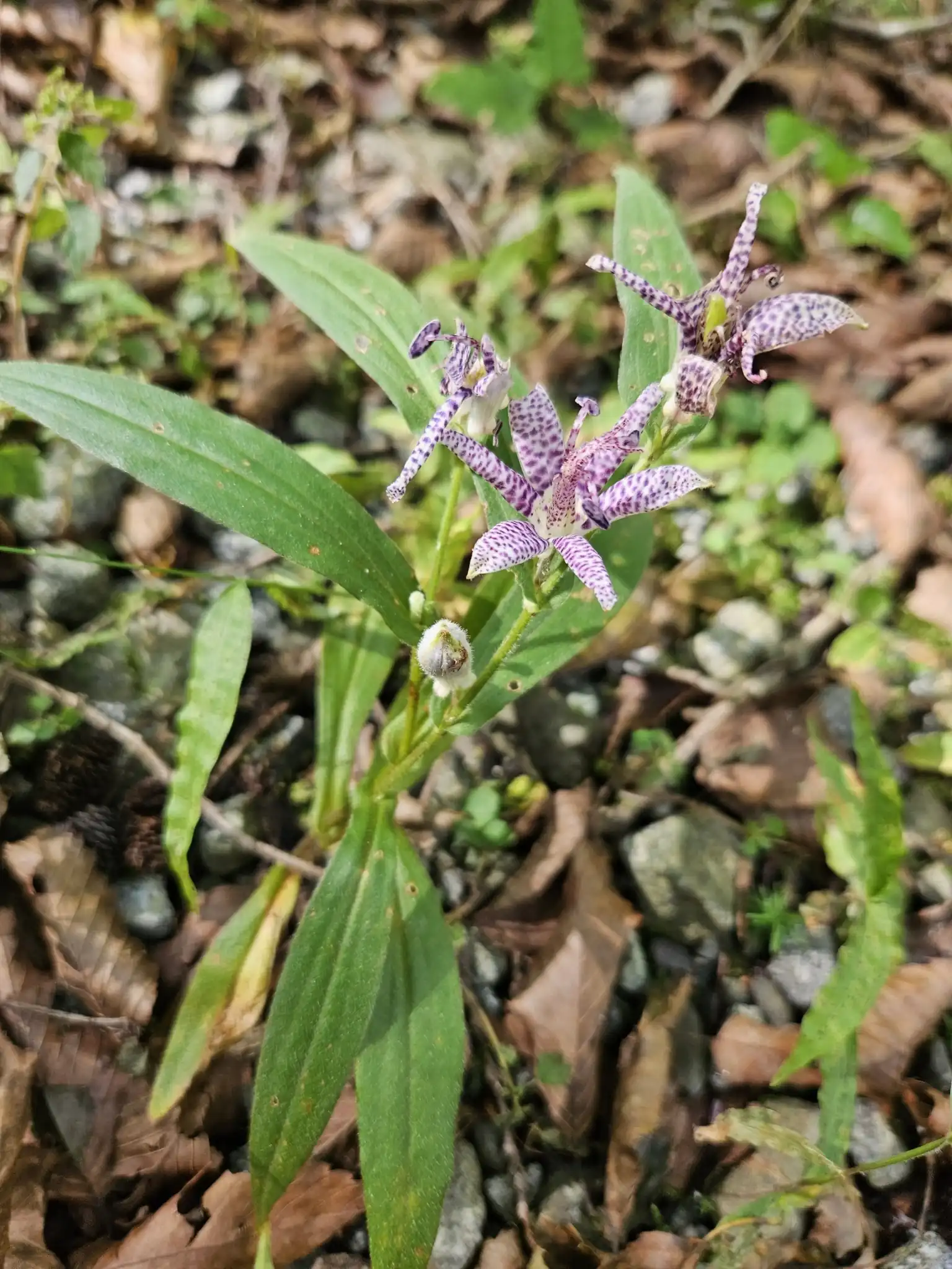 Toad Lily