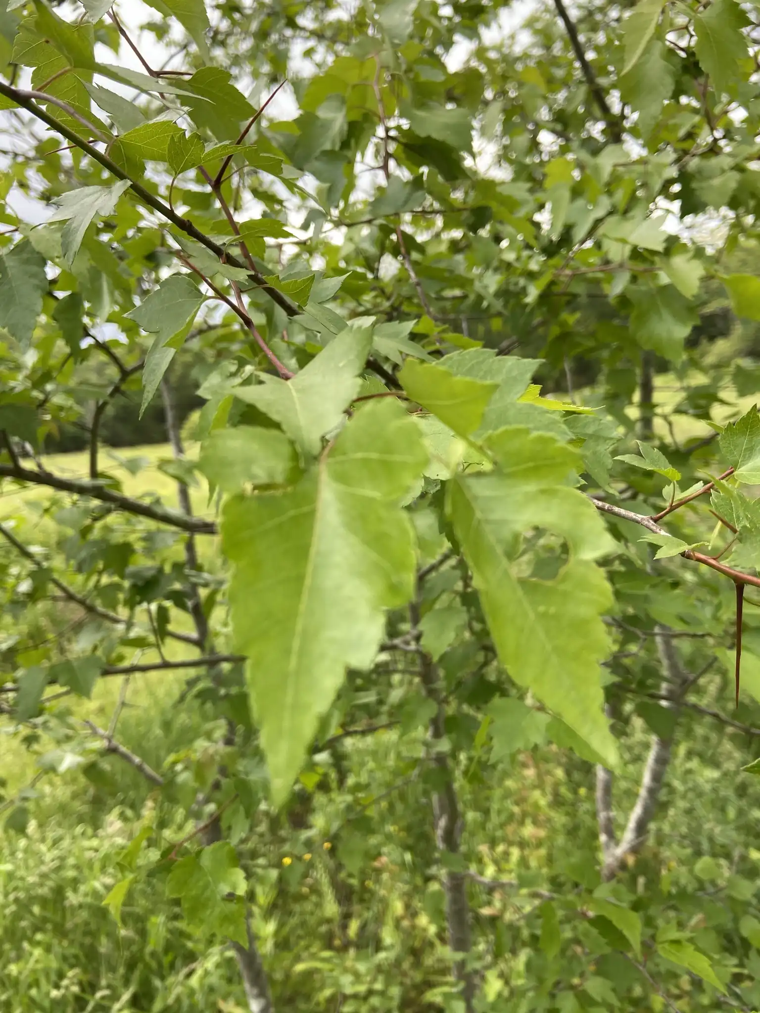 Washington Hawthorn