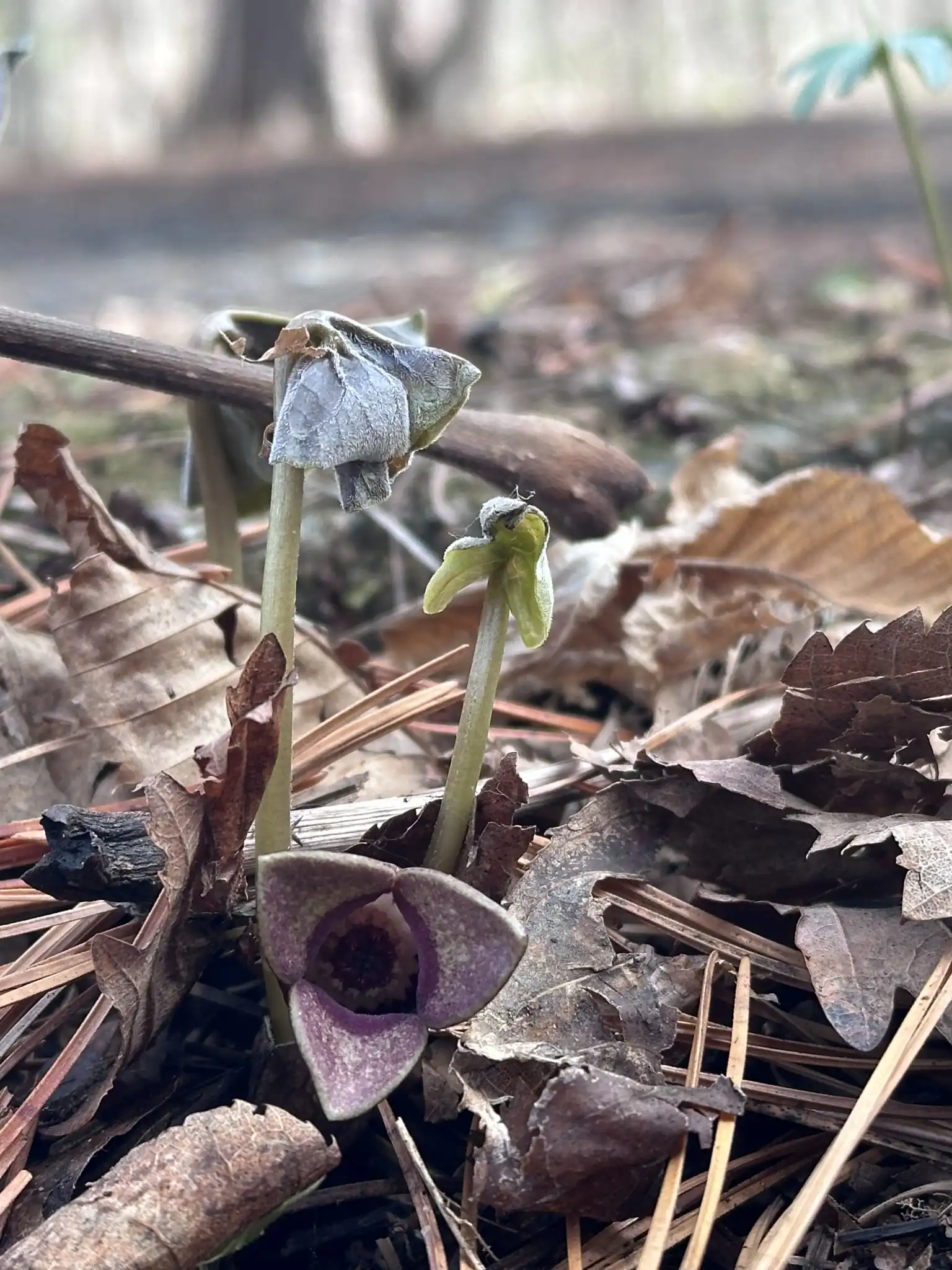Siebold's Wild Ginger