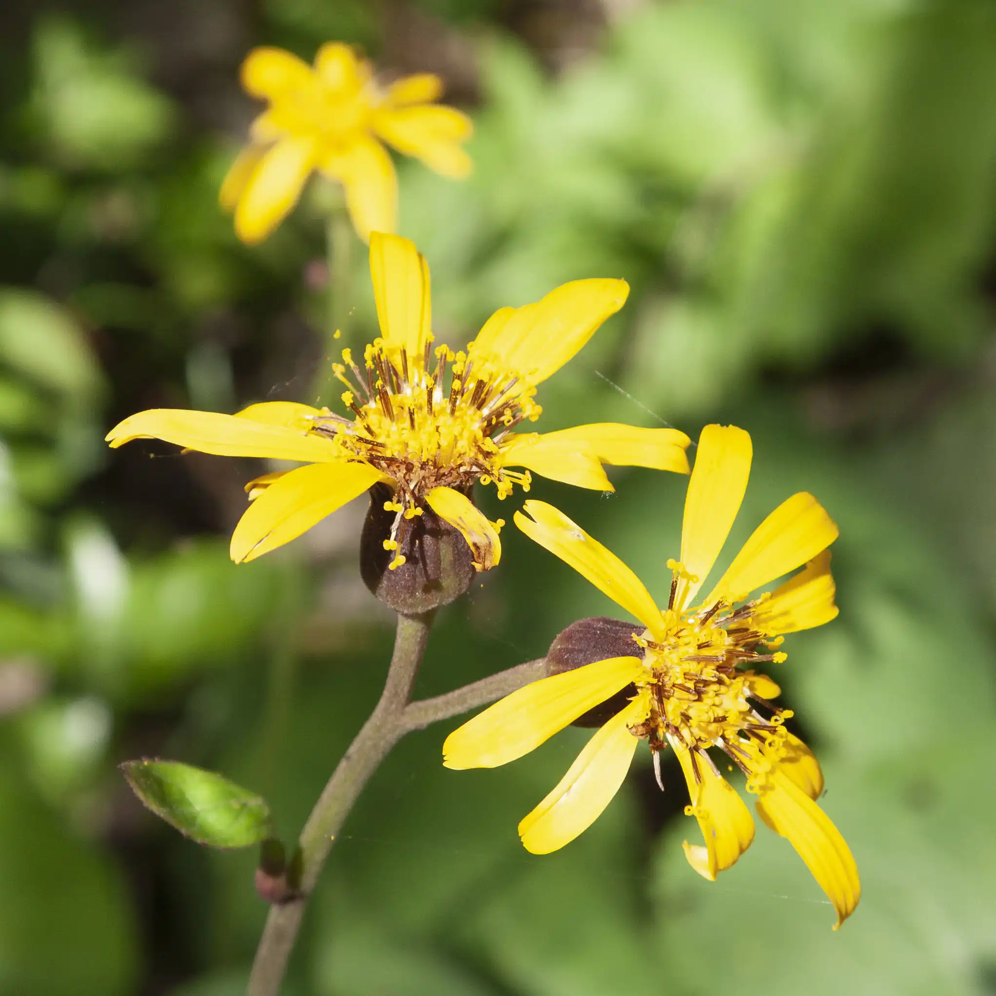 Bigleaf Ligularia