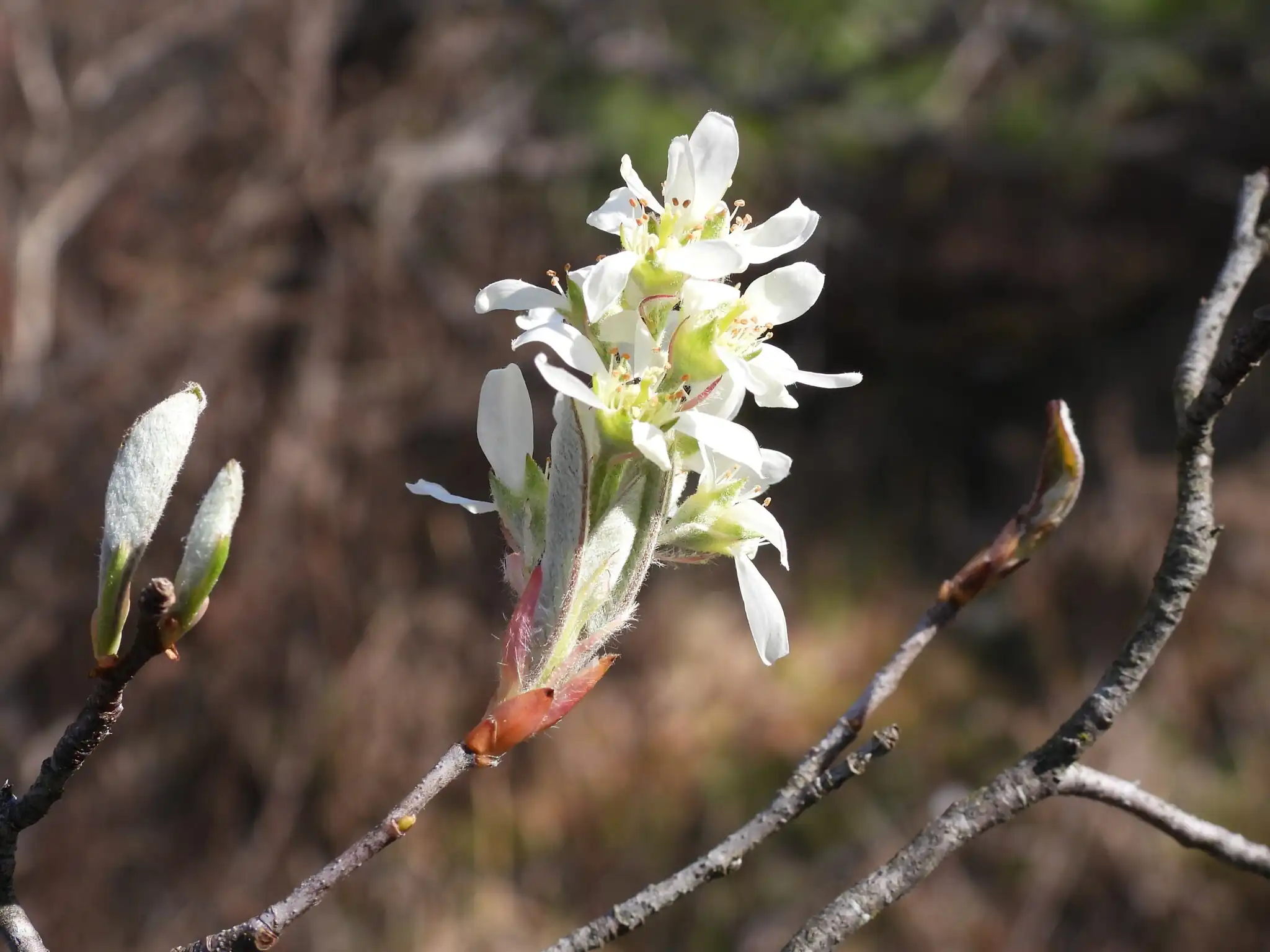 Serviceberry