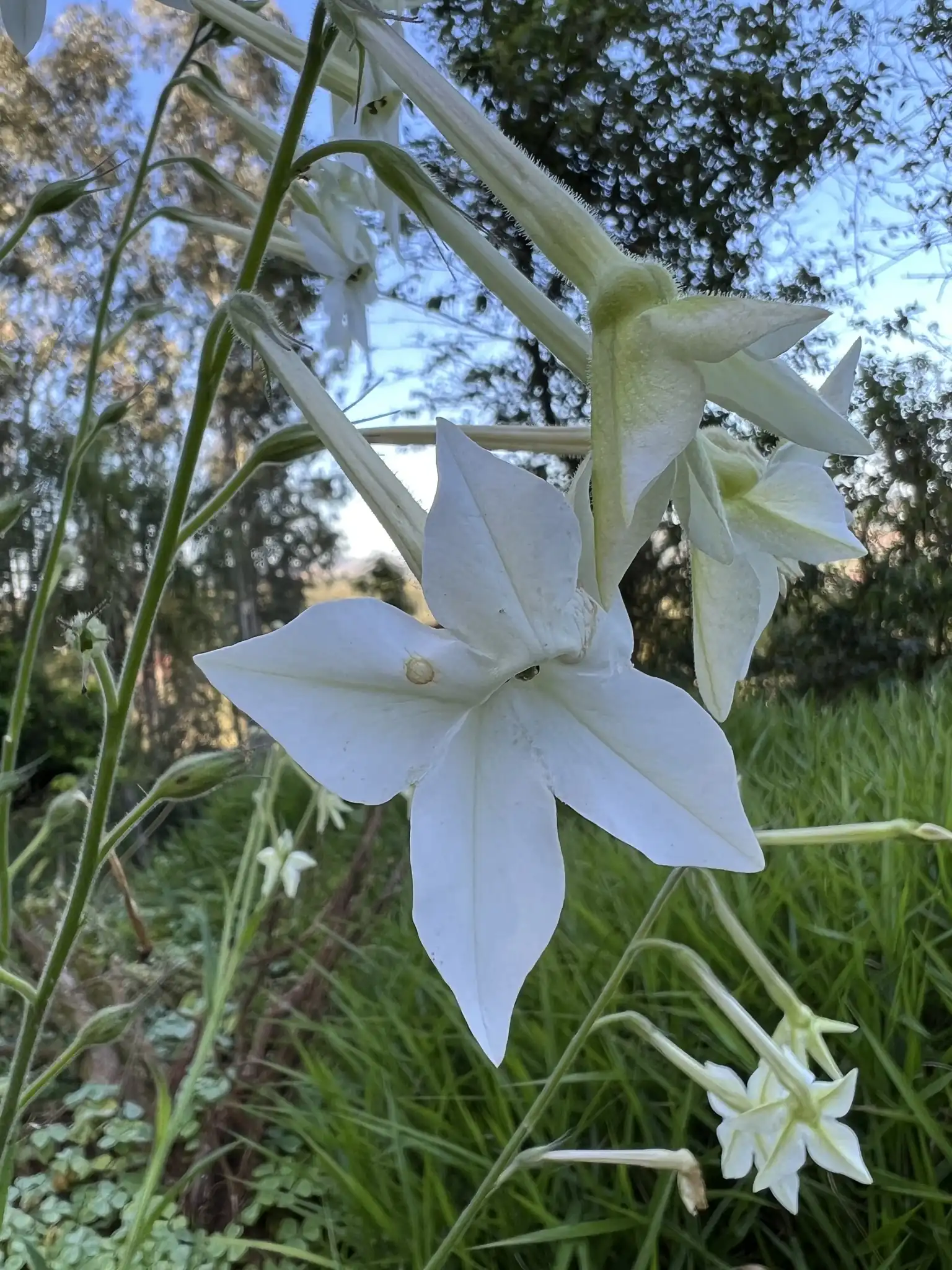Flowering Tobacco
