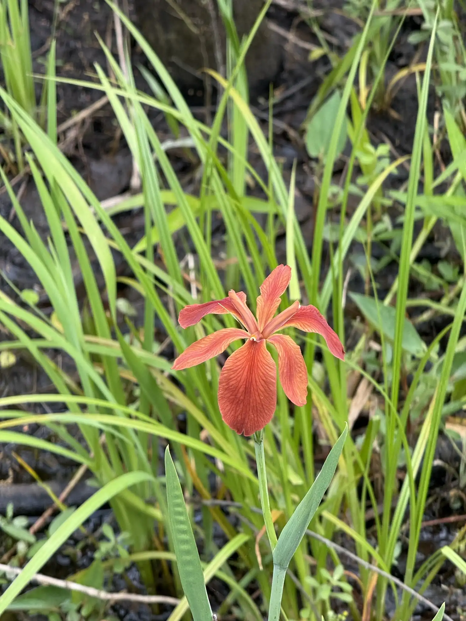 Copper Iris