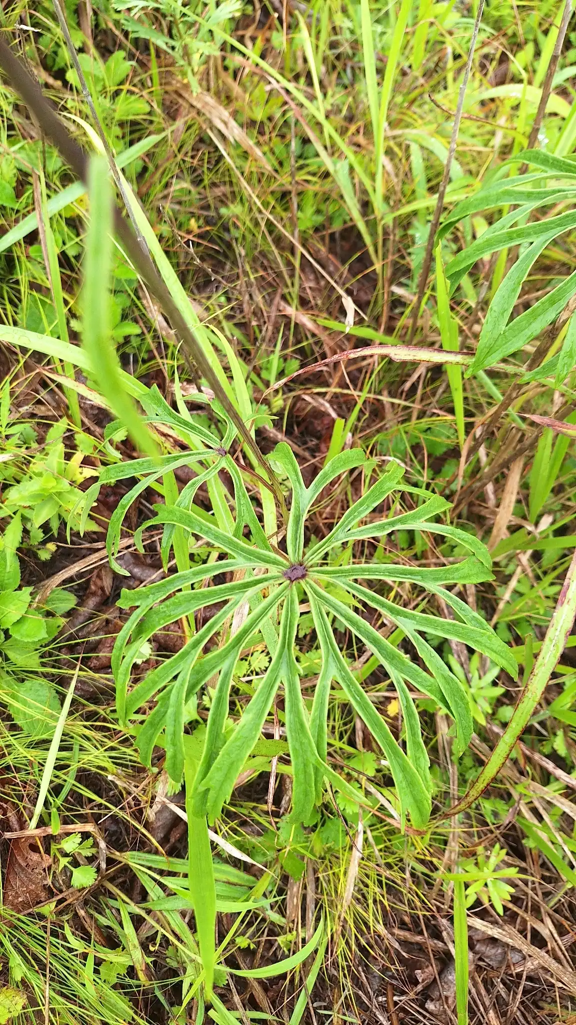 Shredded Umbrella Plant