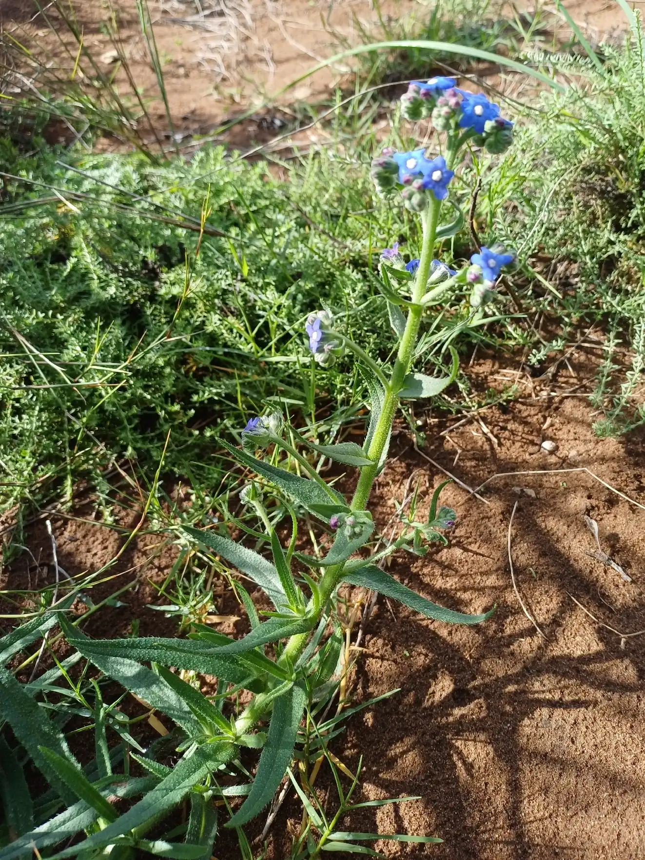 Cape Forget-me-not
