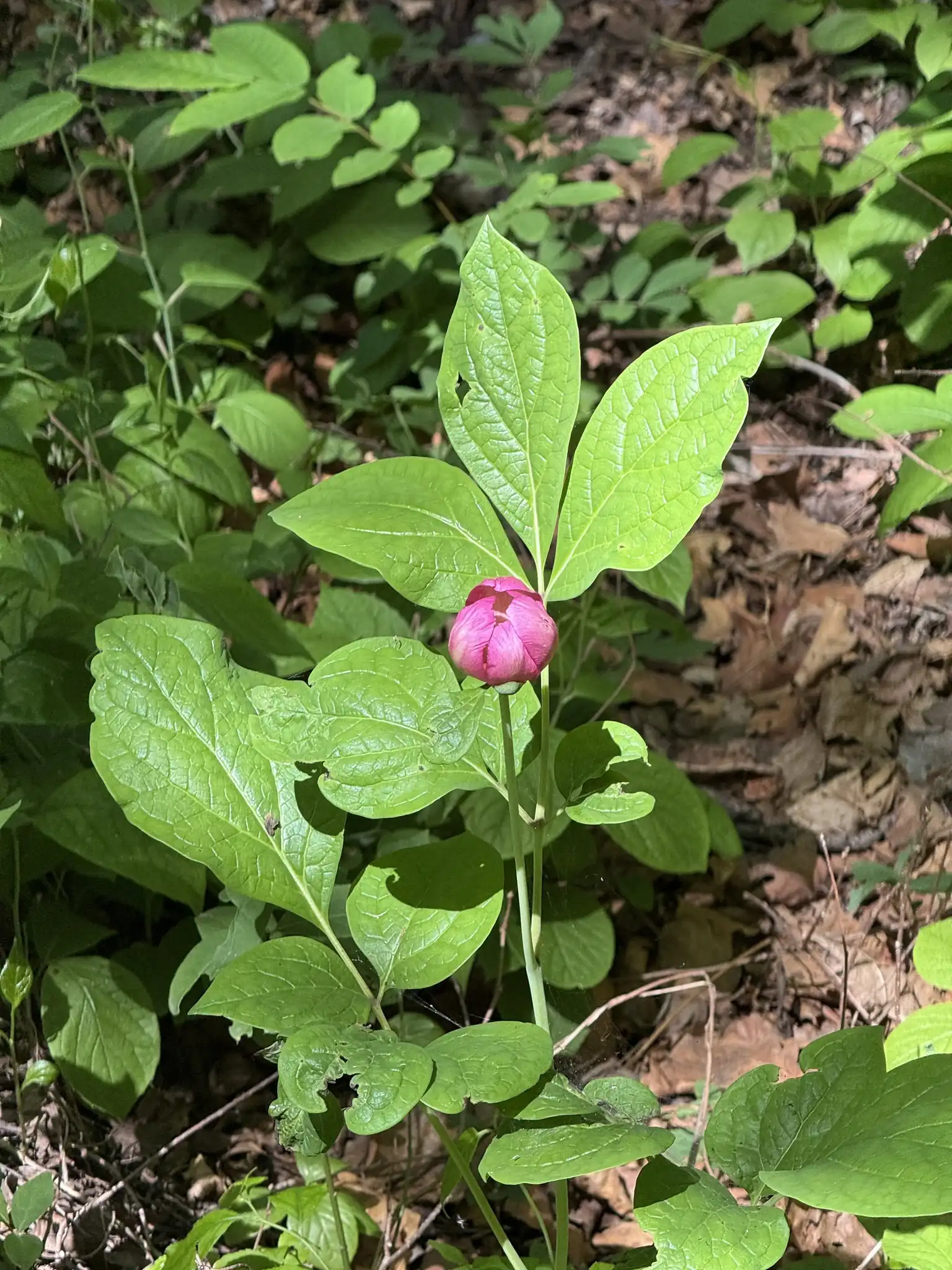 Obovate Peony