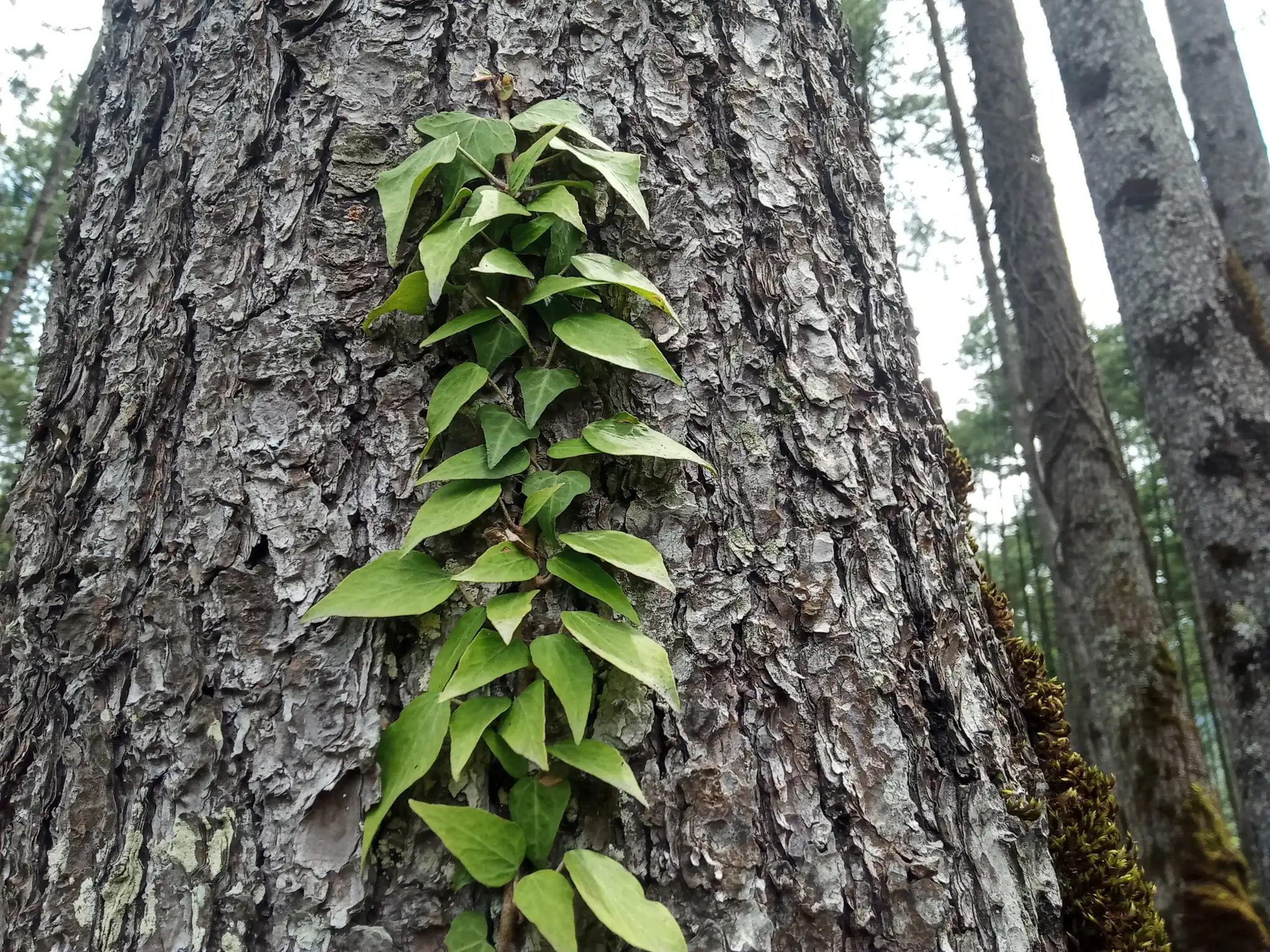 Nepalese Ivy