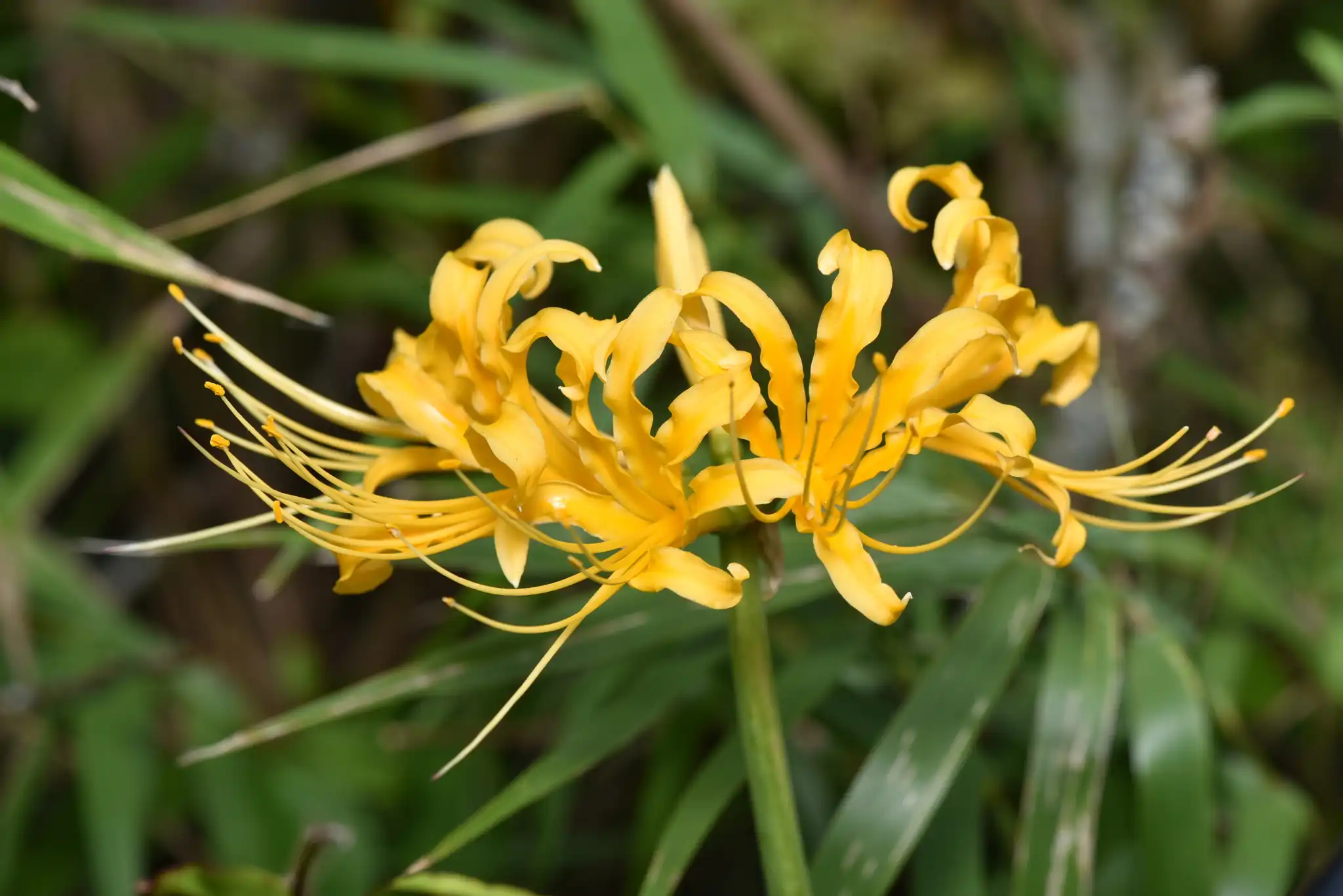 Golden Spider Lily