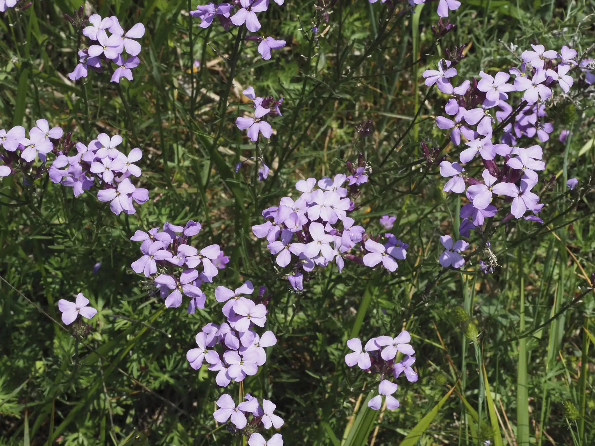 Alpine Wallflower