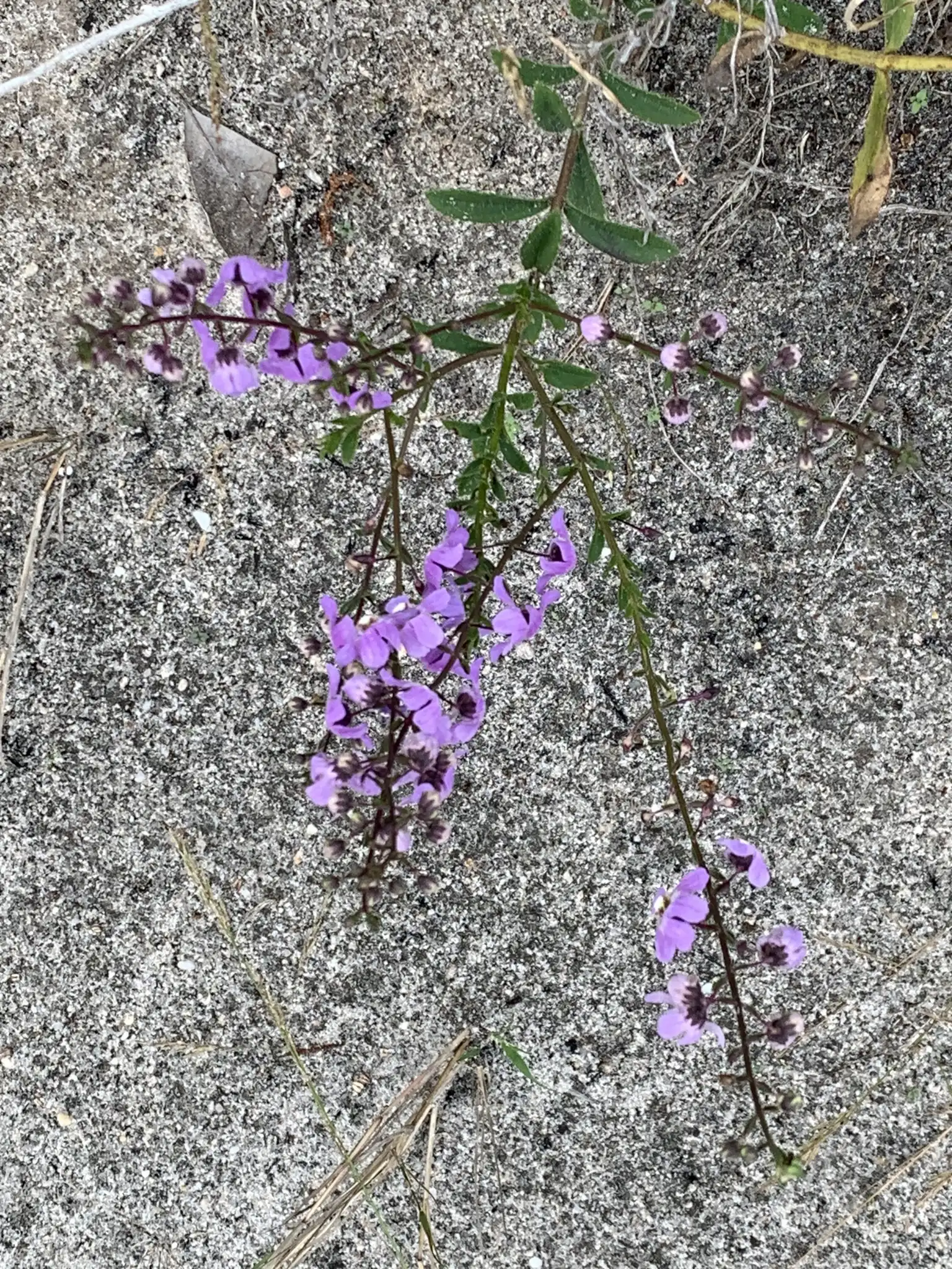 Angelonia