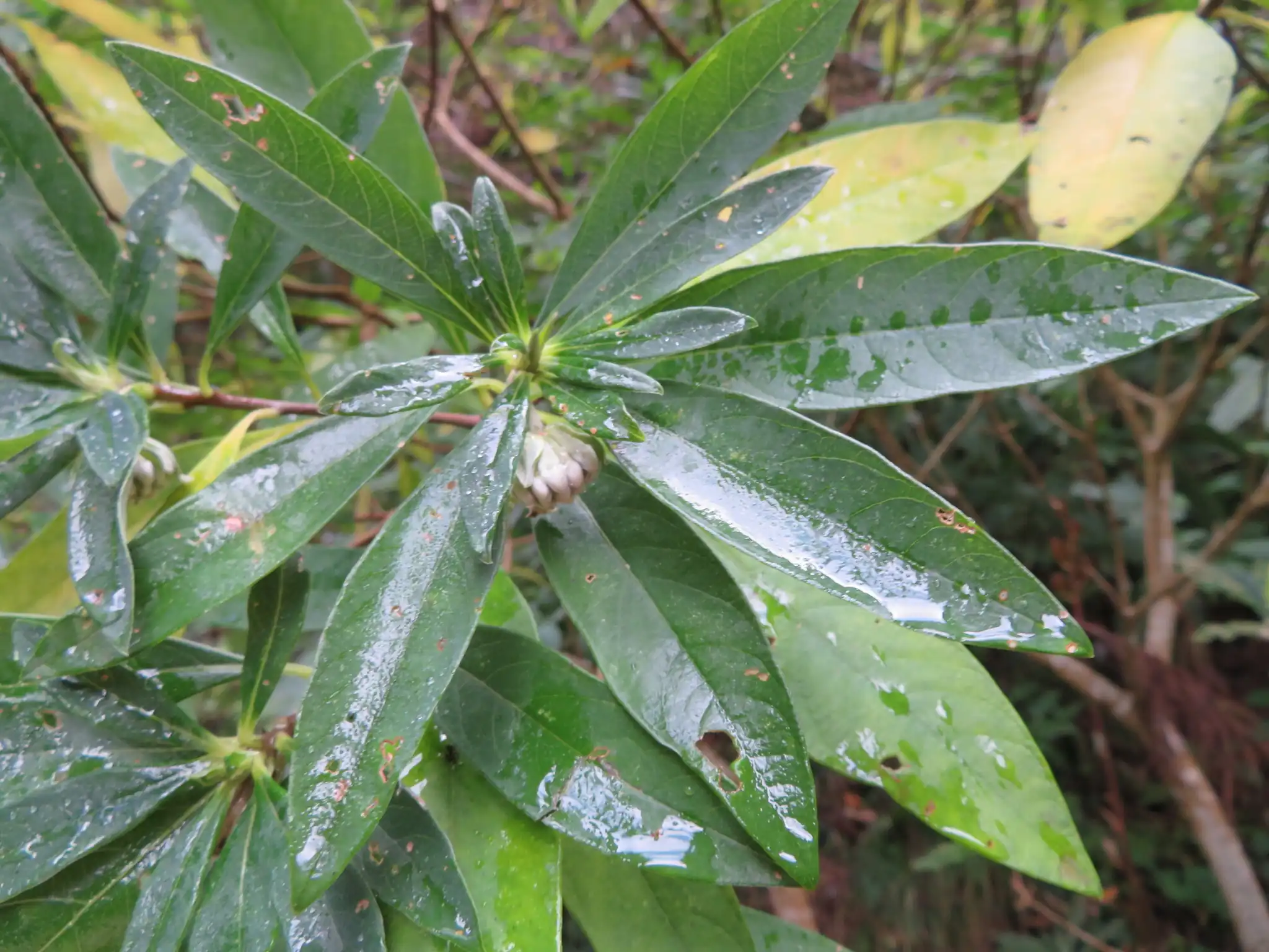 Edgeworthia Paperbush