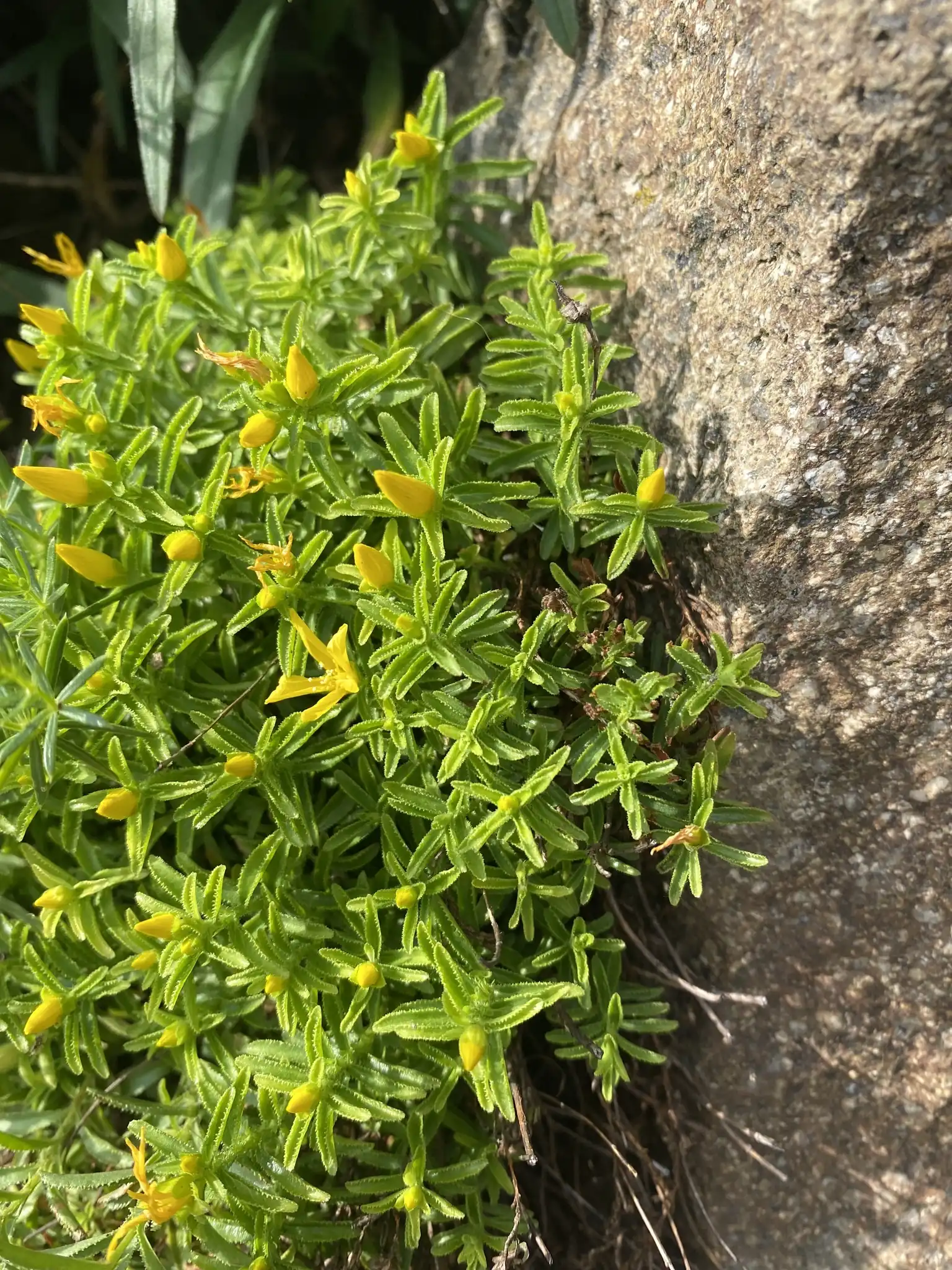 Oriental St. John's Wort