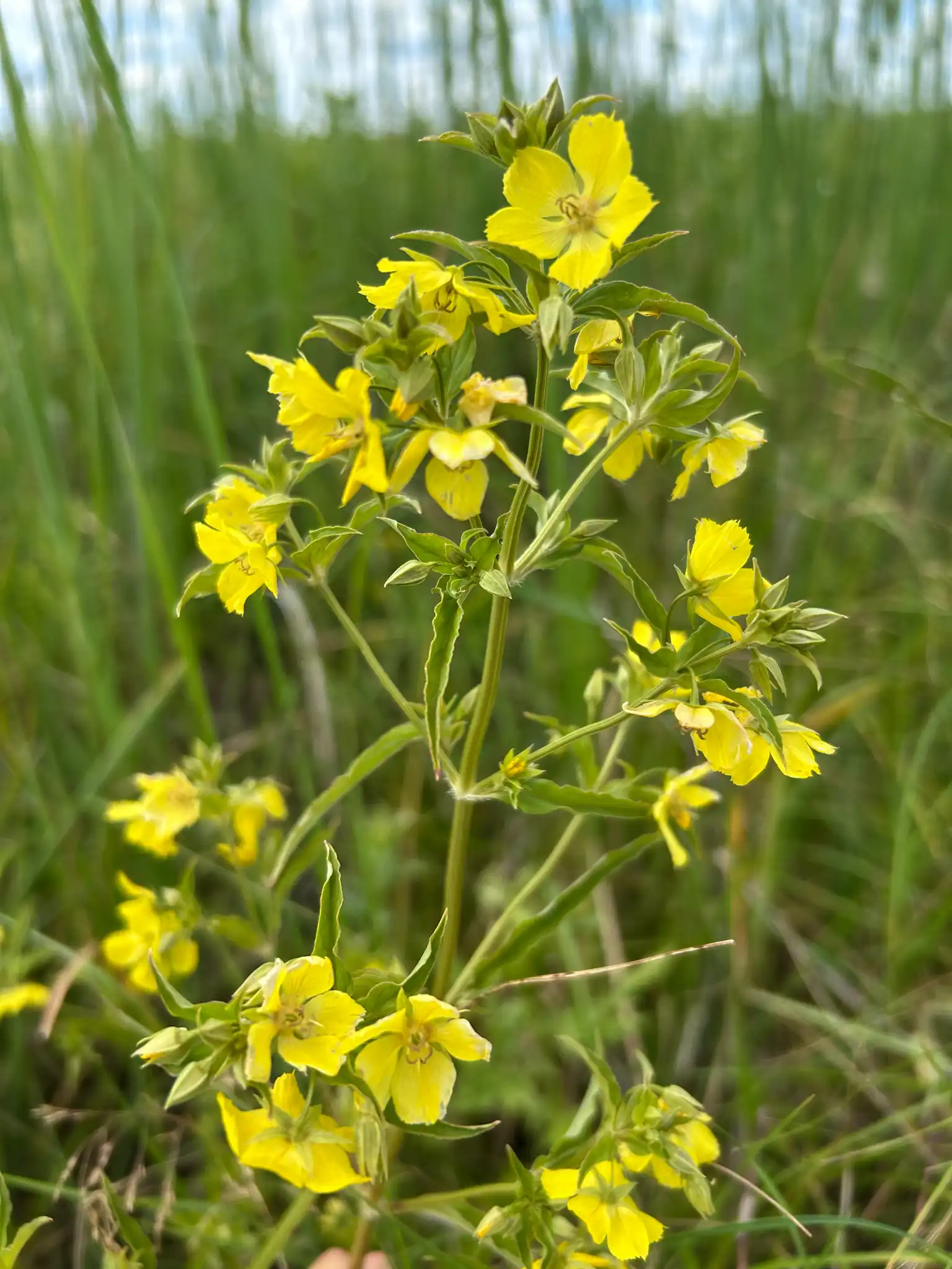 Loosestrife