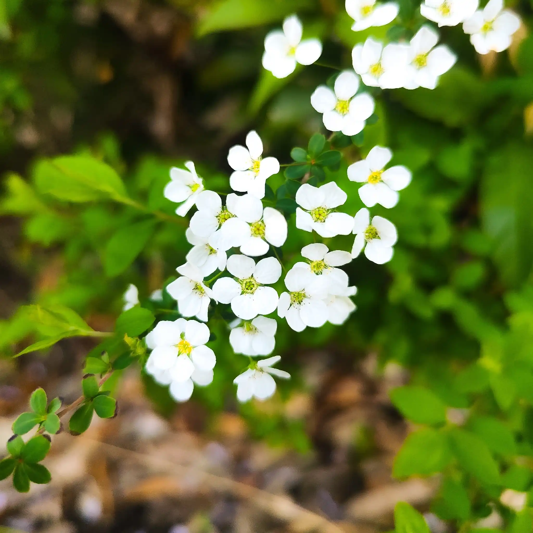 Mellow Yellow Spirea