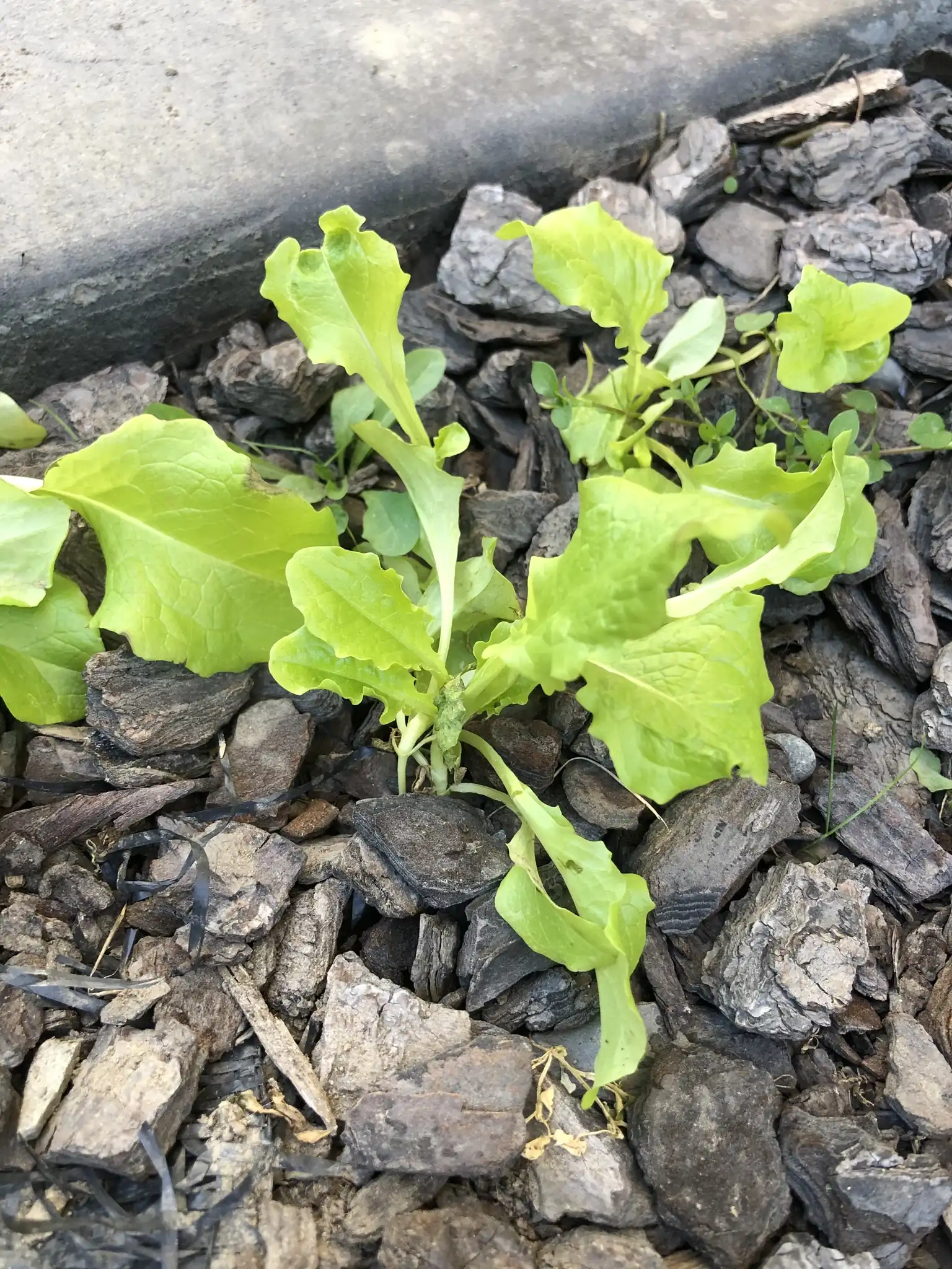 Lettuce