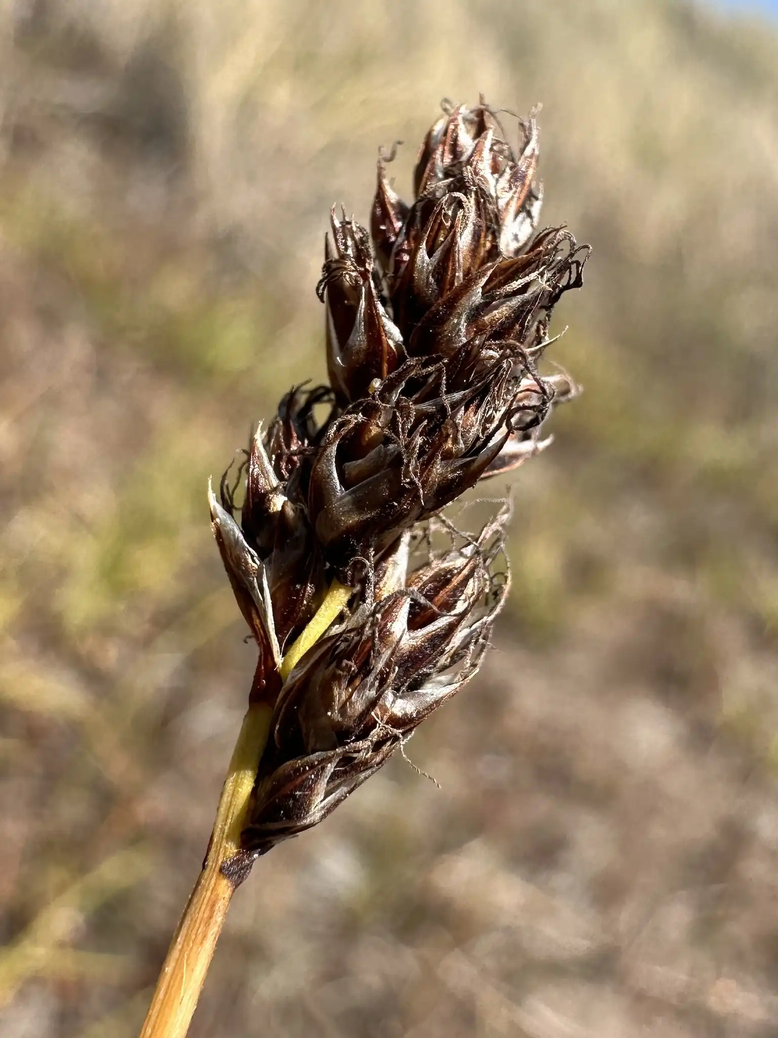 California Meadow Sedge