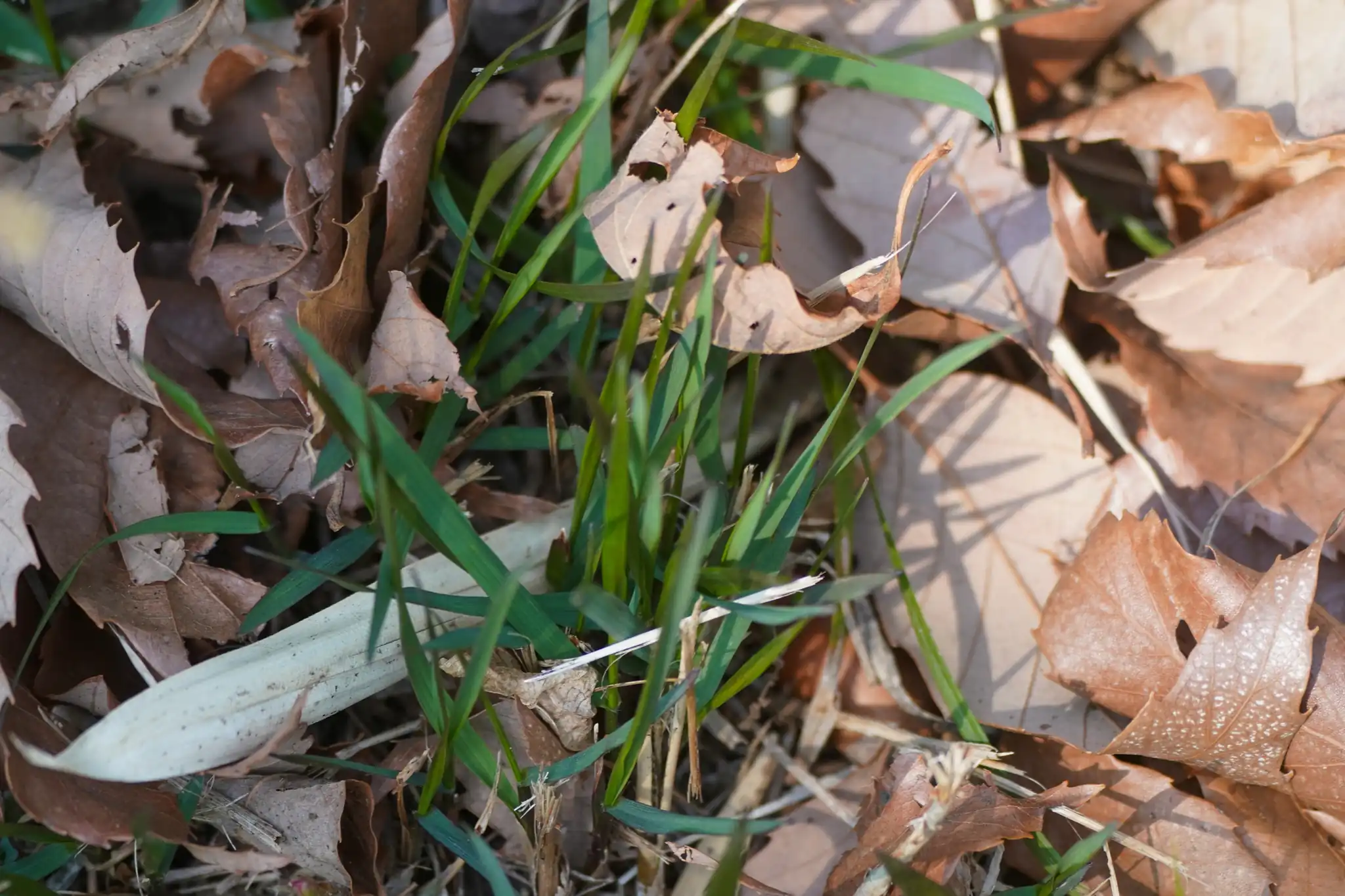sedge