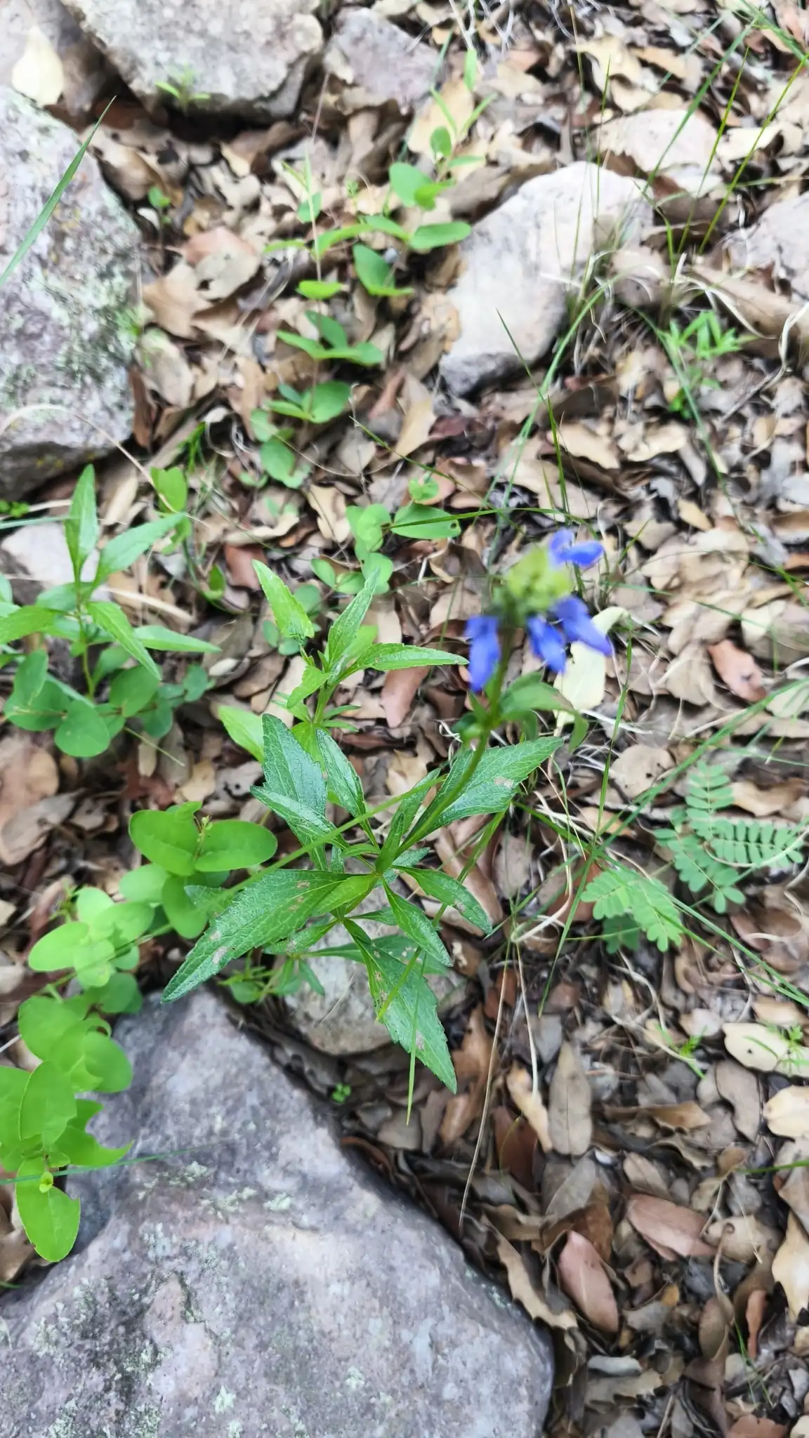 Salvia Glechomifolia
