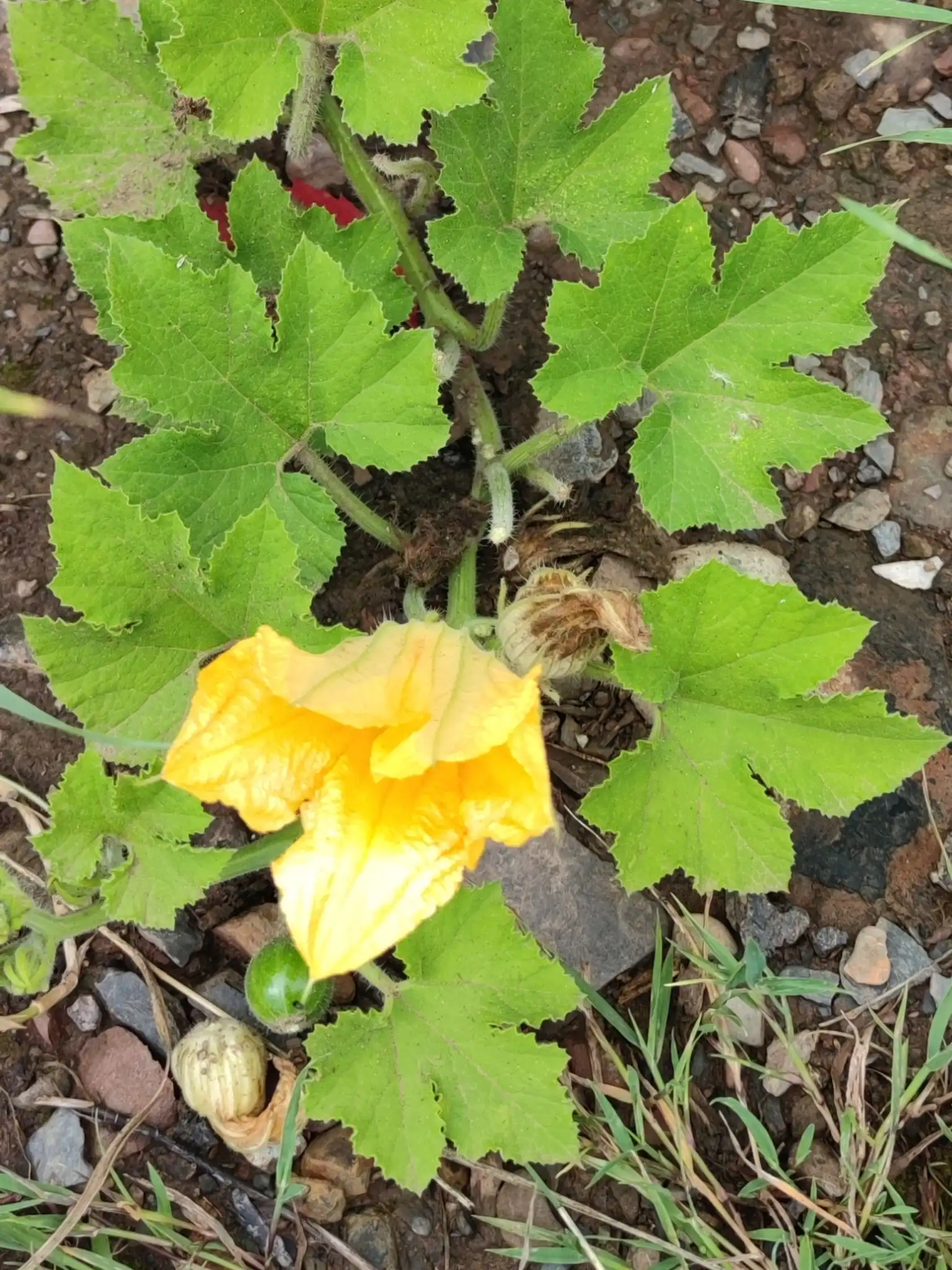 Squash