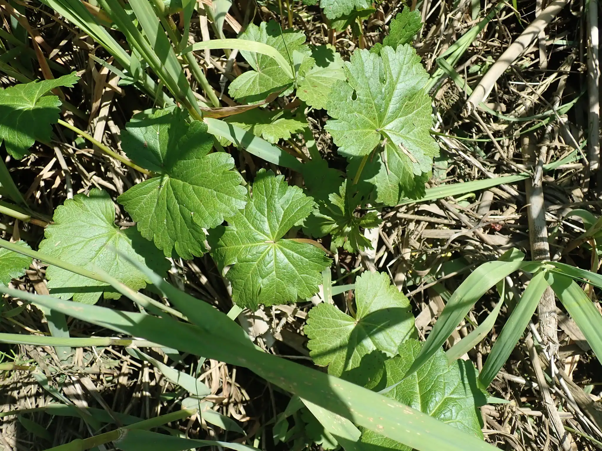 Henderson's Checkermallow
