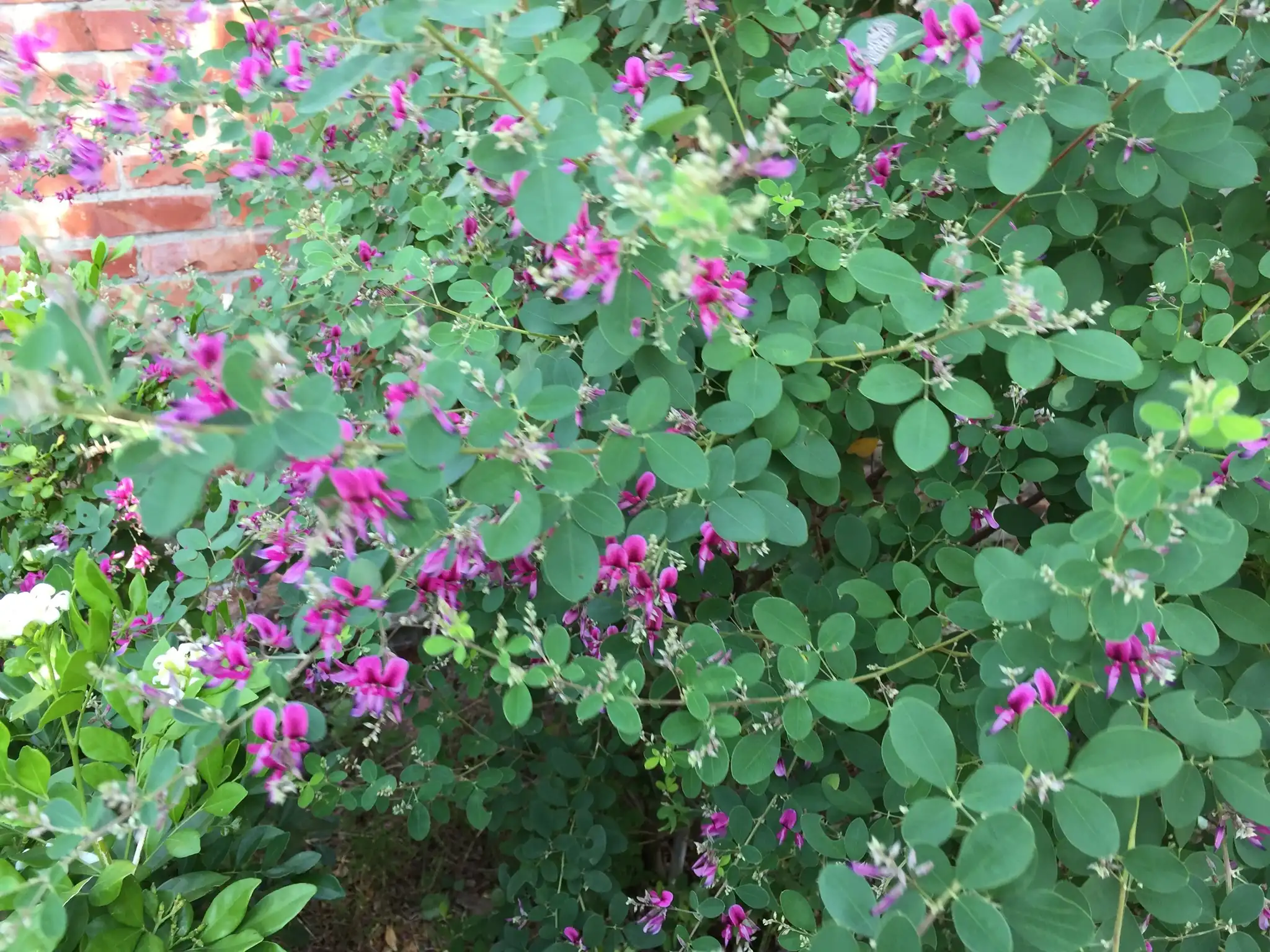 Thunberg's Bush Clover