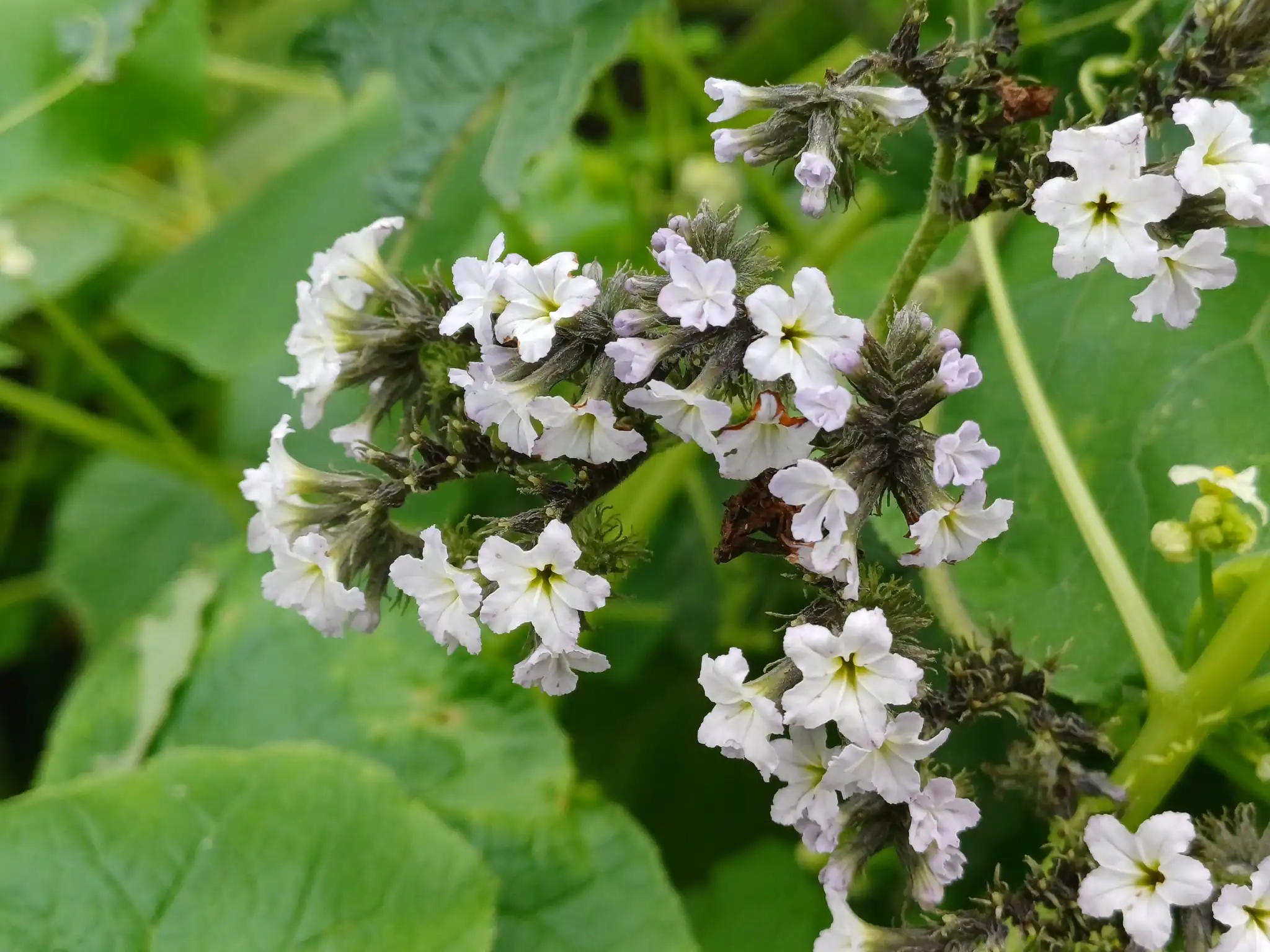 Common Heliotrope