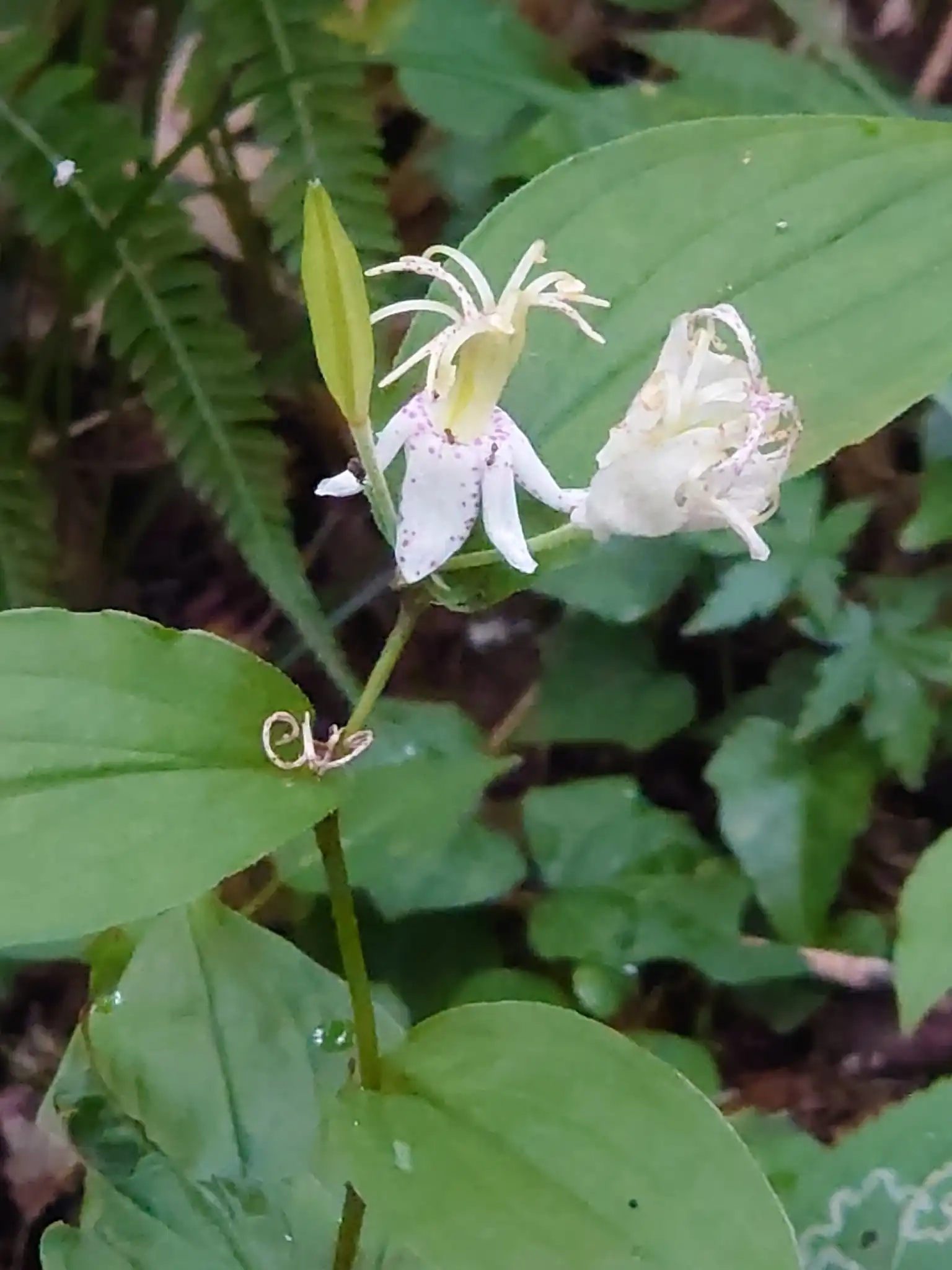 Toad Lily