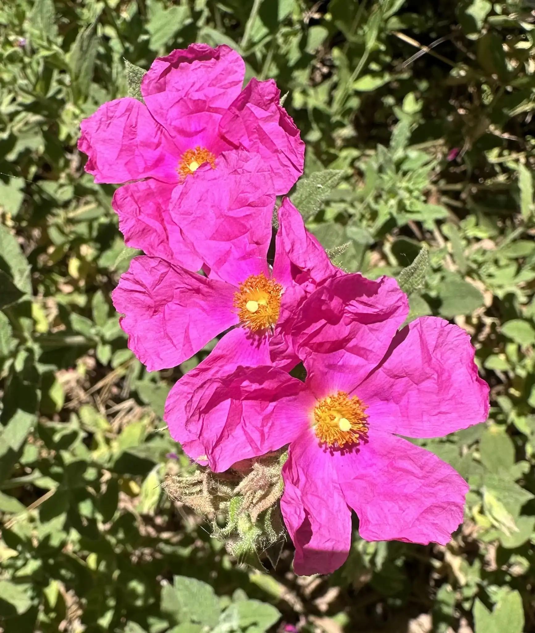 Hoary Rockrose