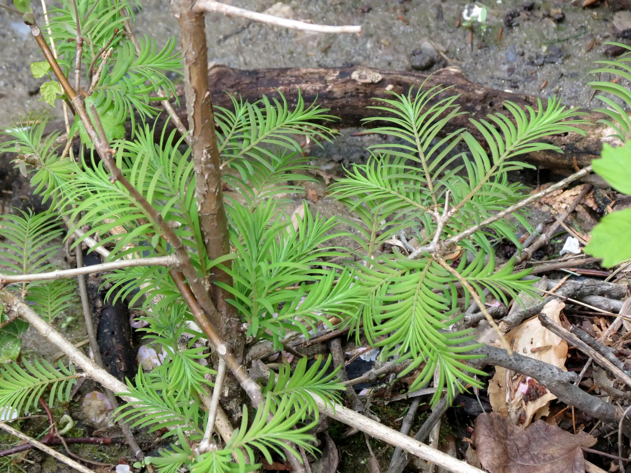 Dawn Redwood