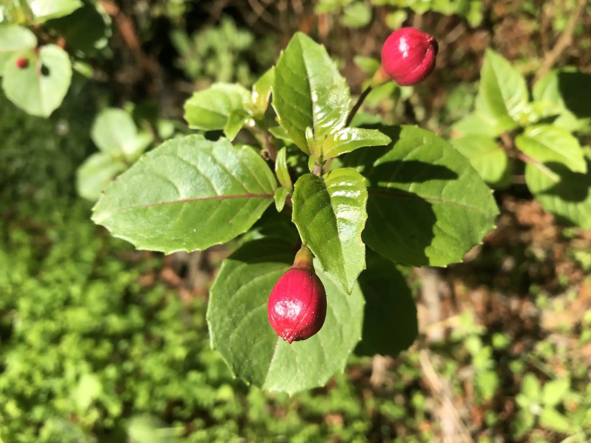 Garden Fuchsia