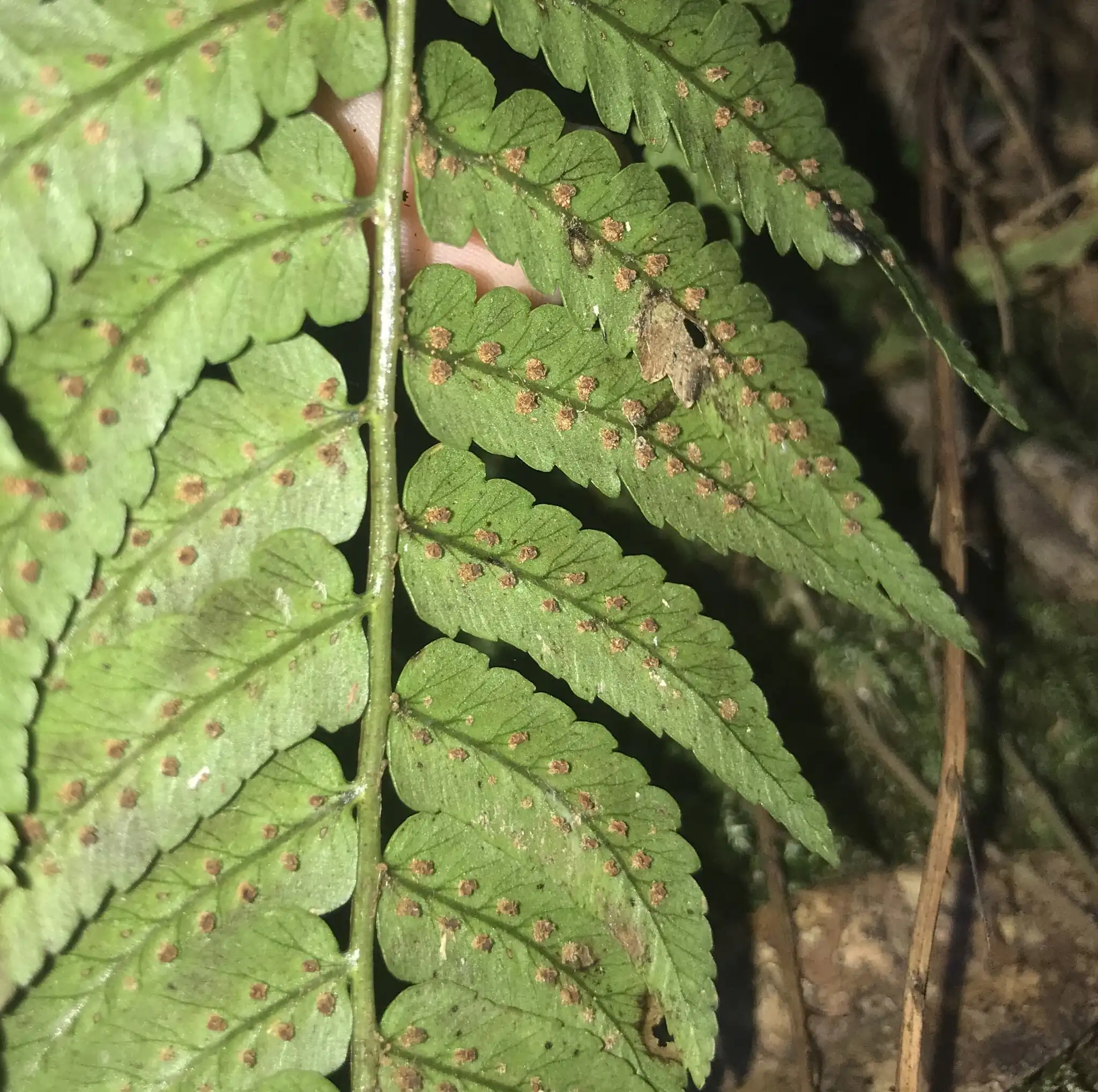 Black-footed Wood Fern