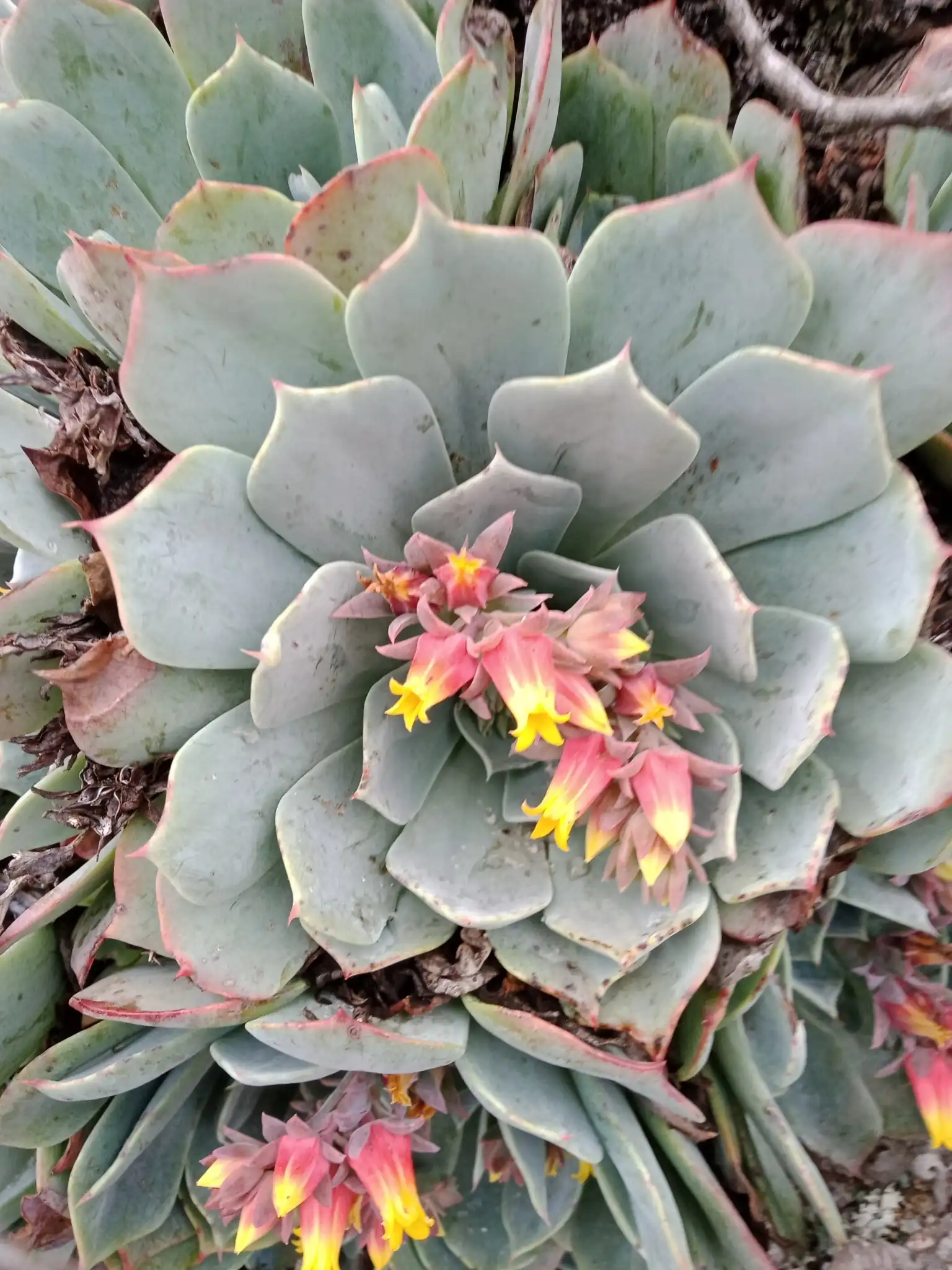 Echeveria