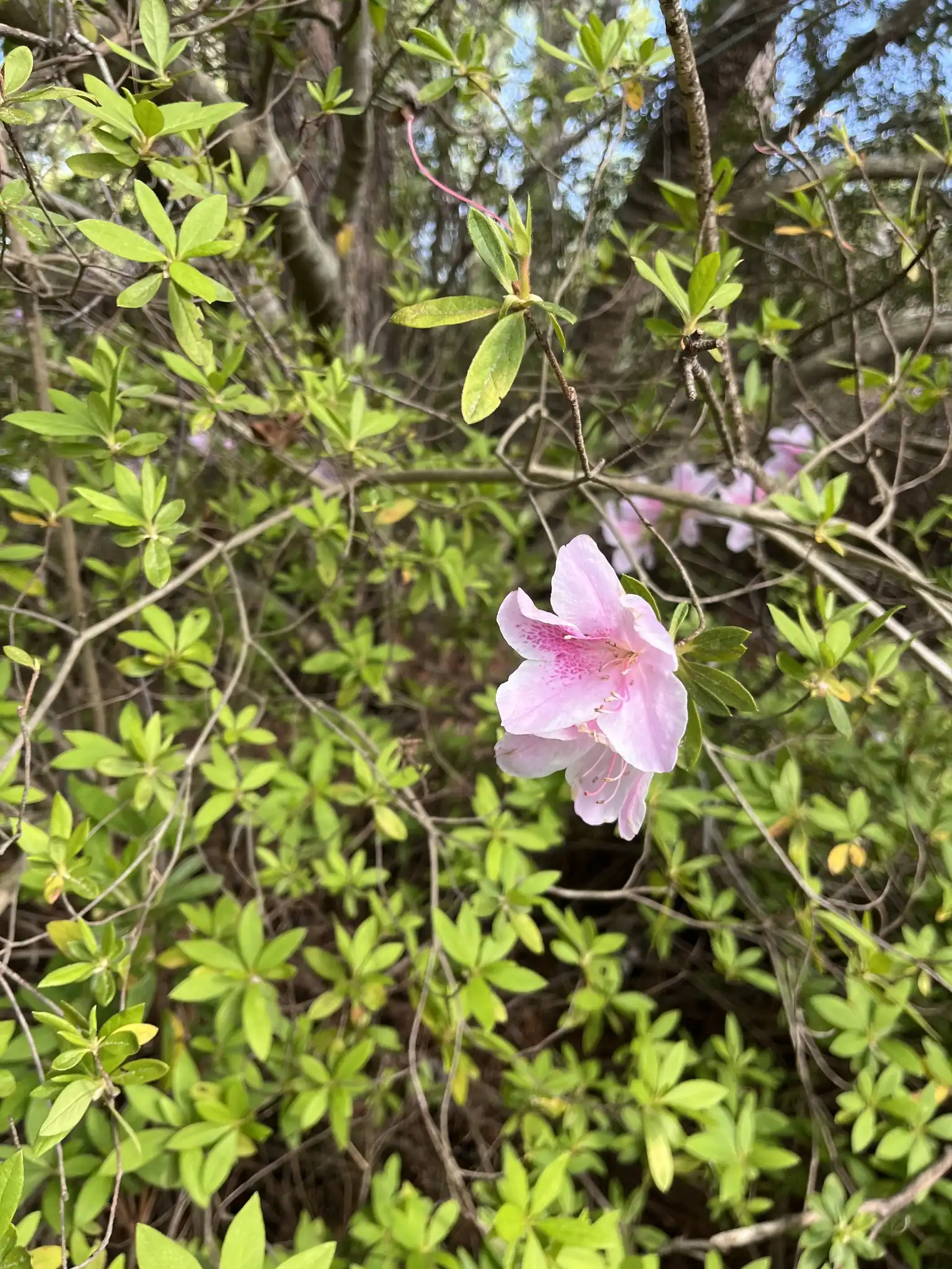 Satsuki Azalea