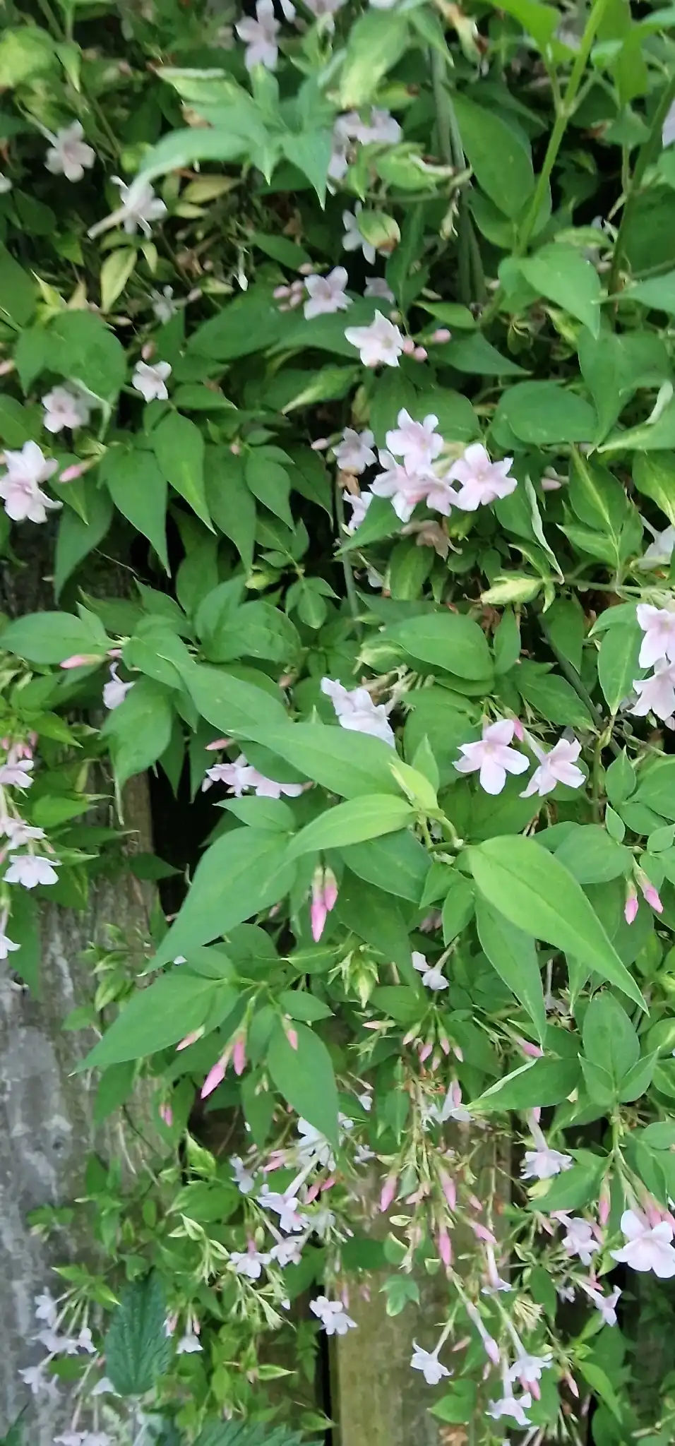 Common Jasmine