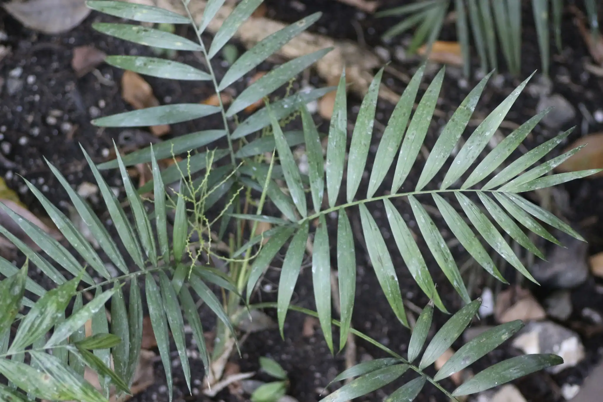 Parlor Palm