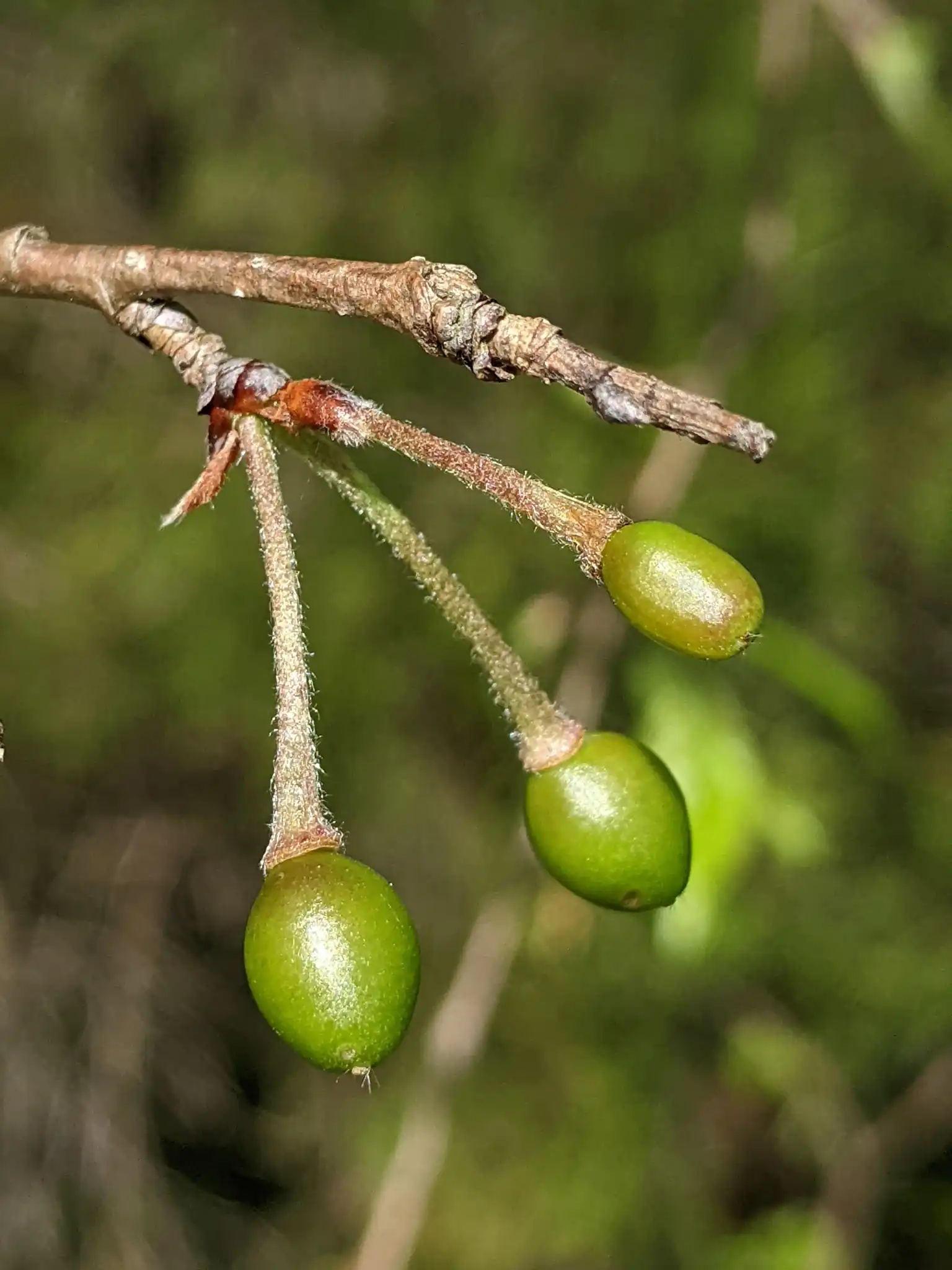 Higan Cherry