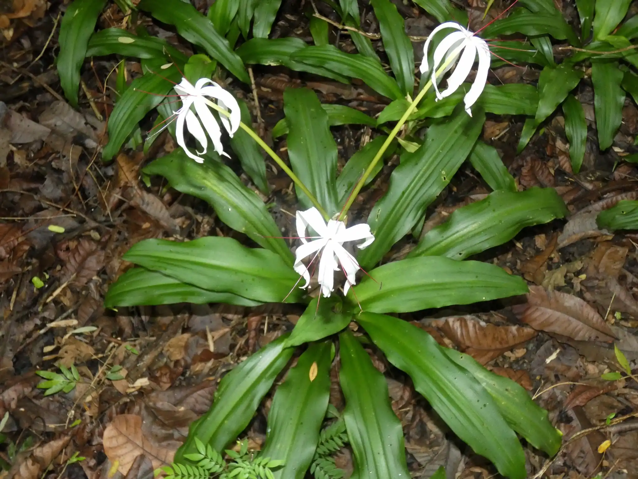 Crinum erubescens Pink Crinum