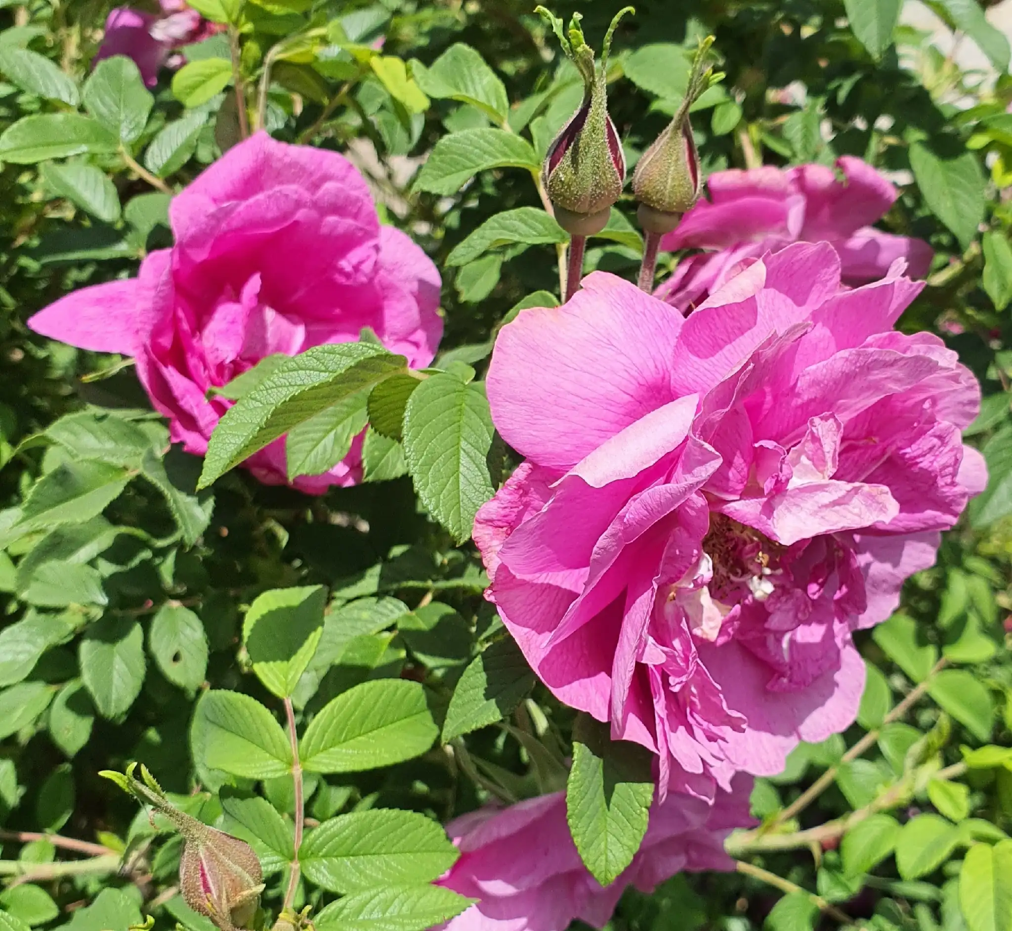 Rose