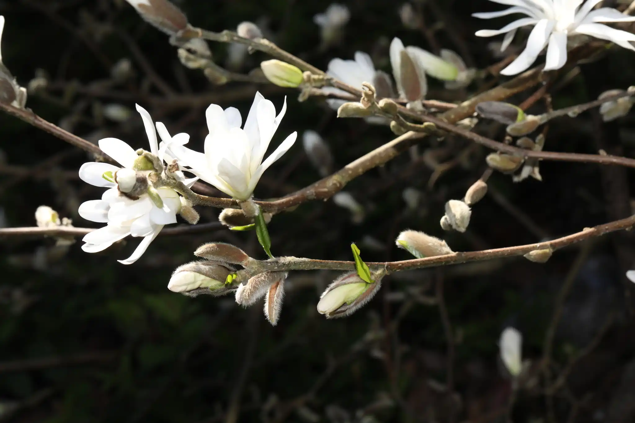 Star Magnolia
