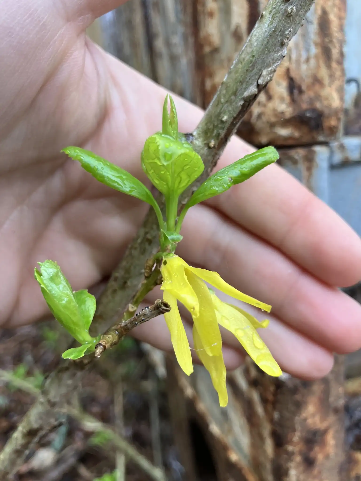 Dwarf Forsythia