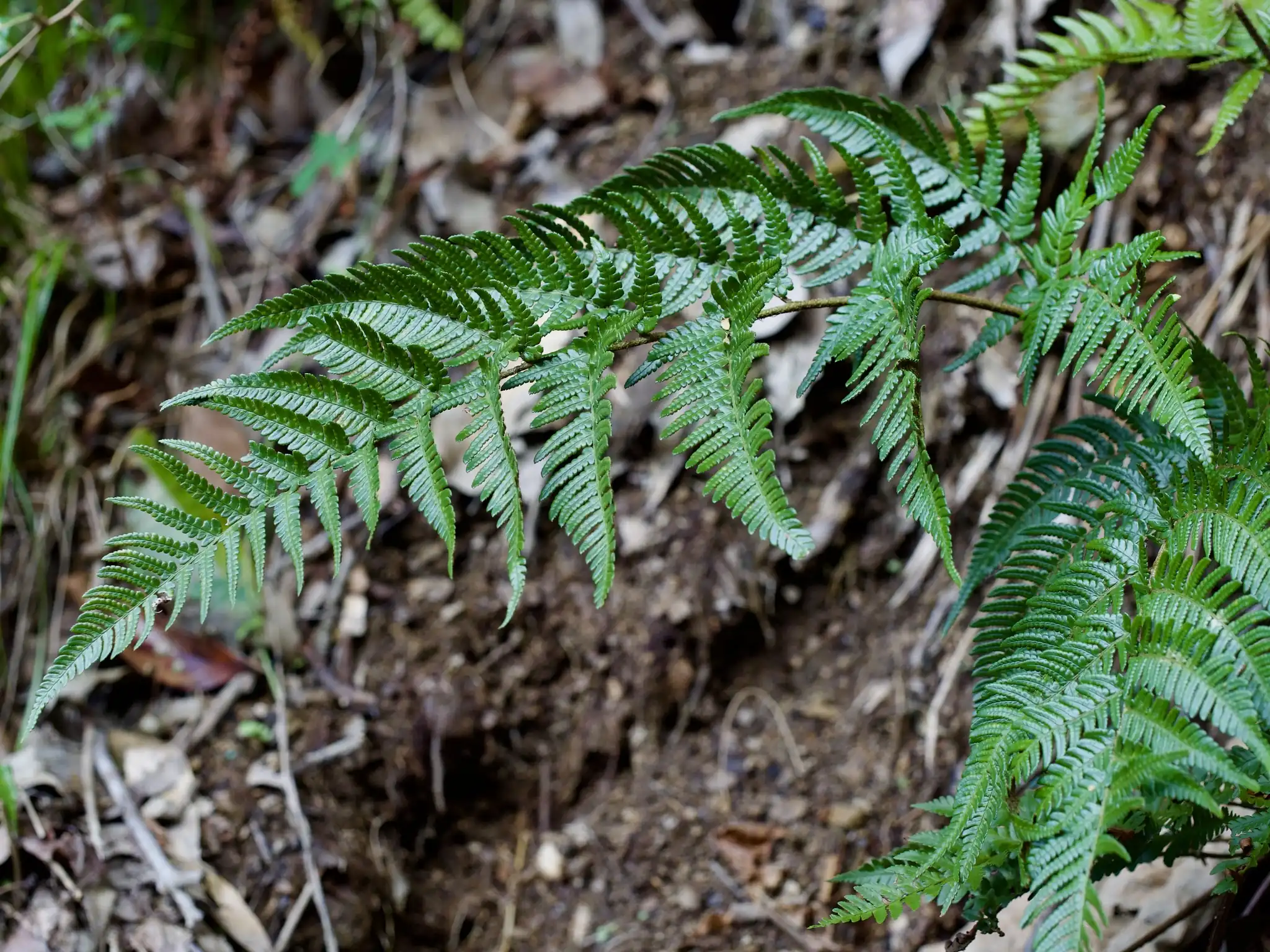 Bisset's Wood Fern