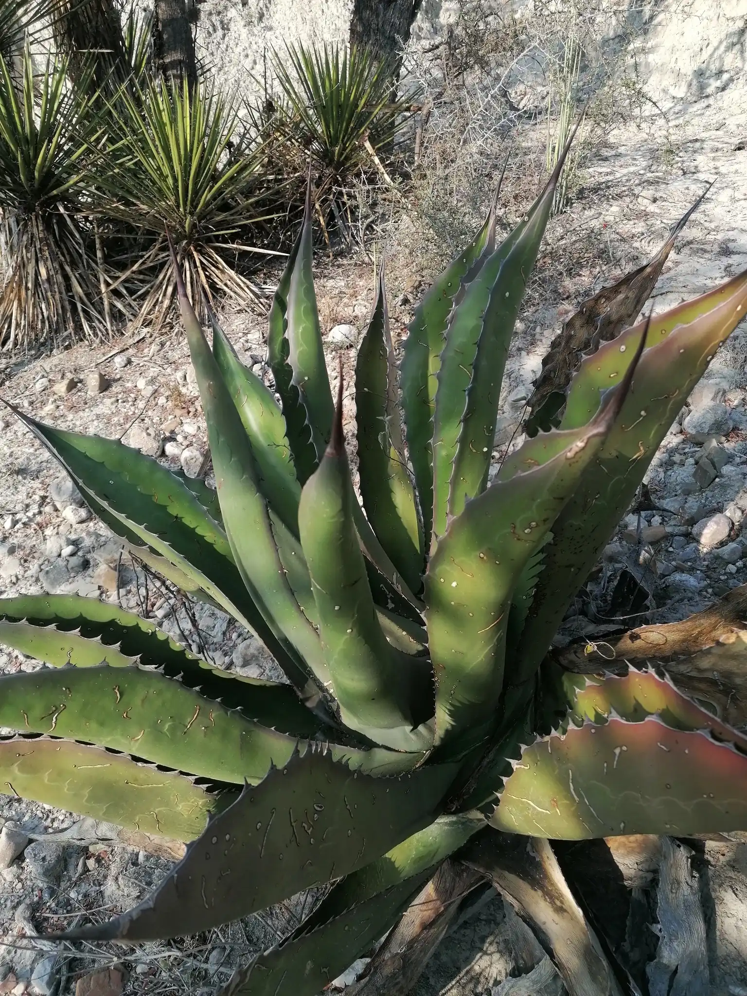 Giant Agave