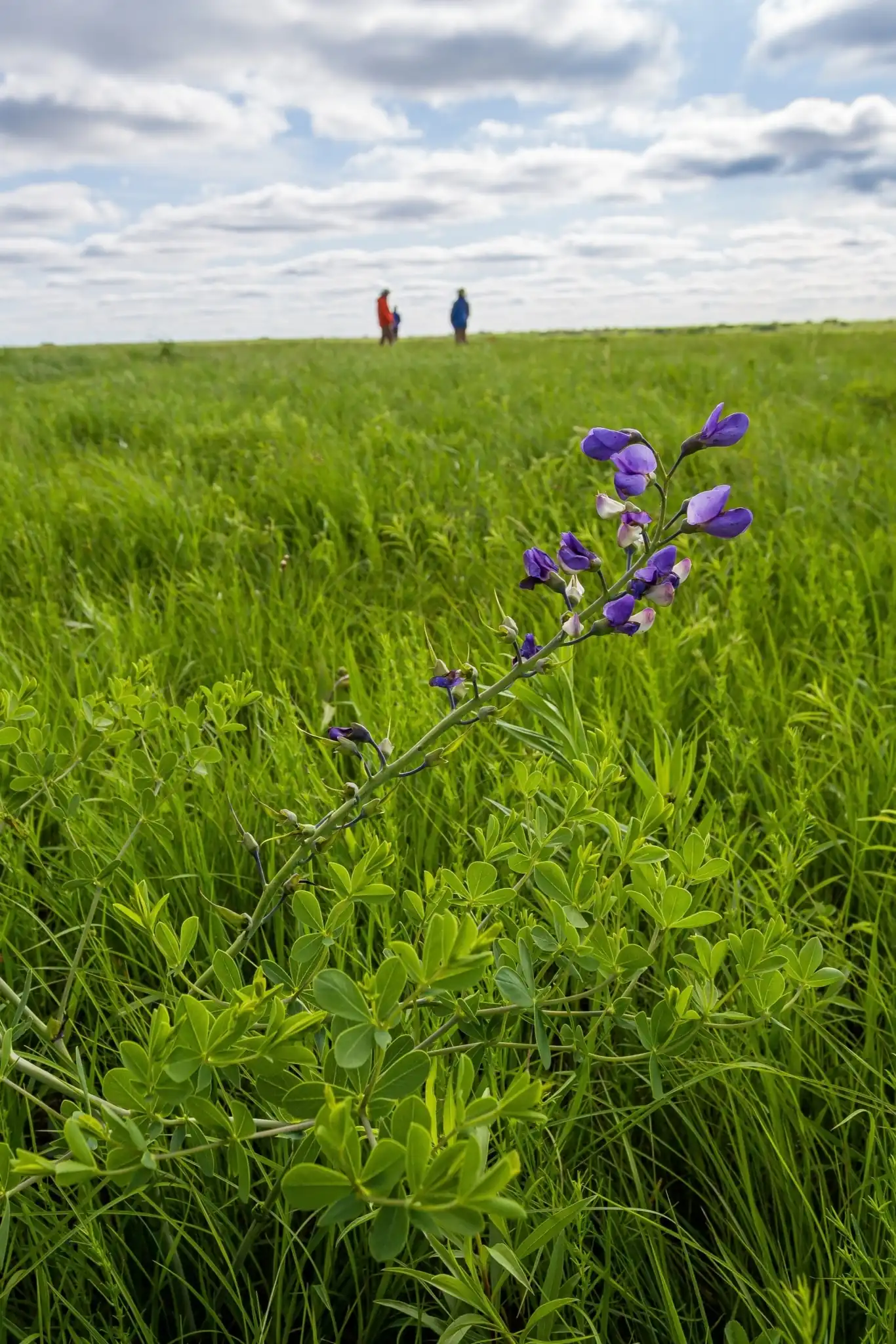 Dwarf Wild Indigo
