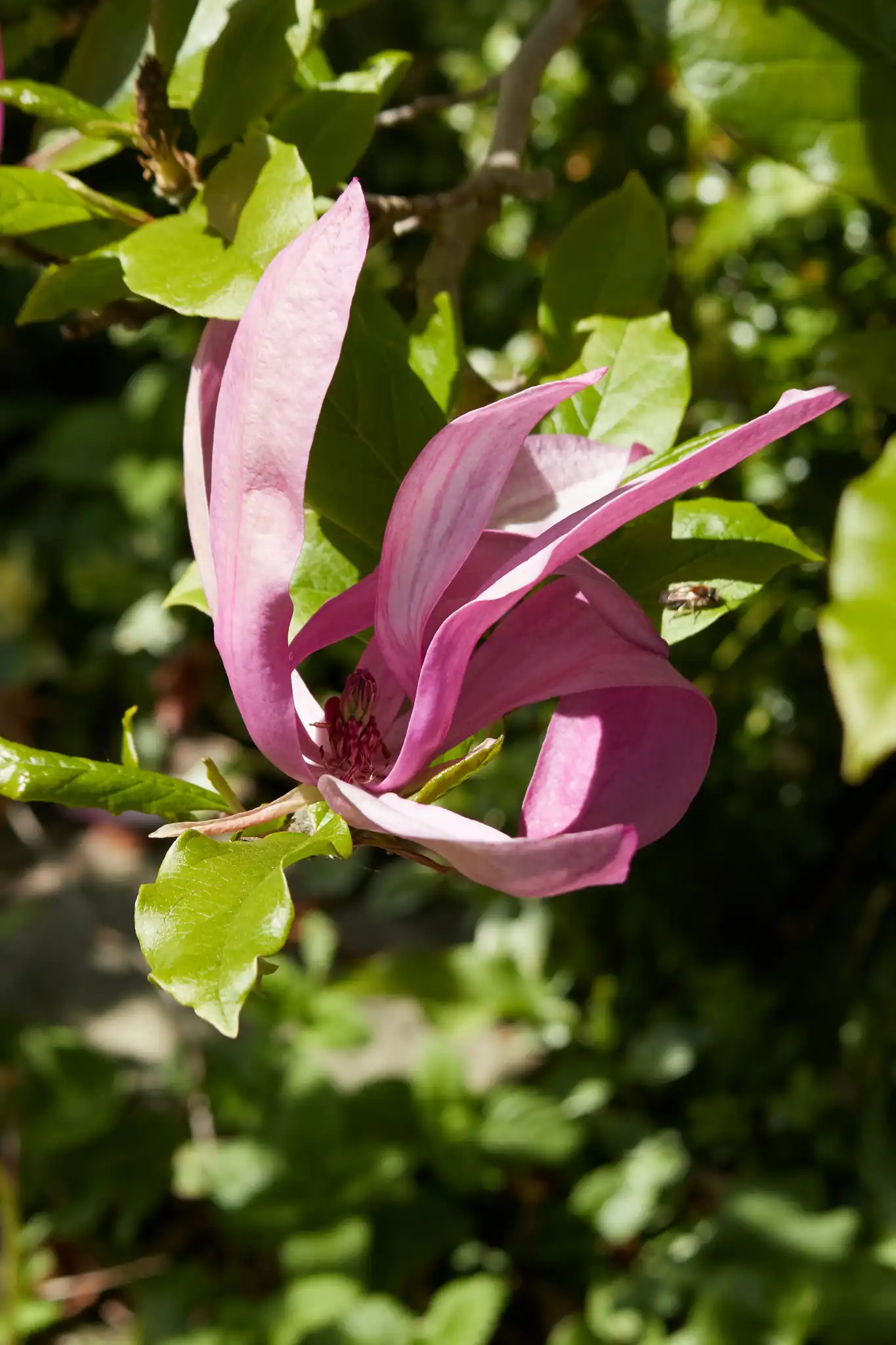Lily Magnolia